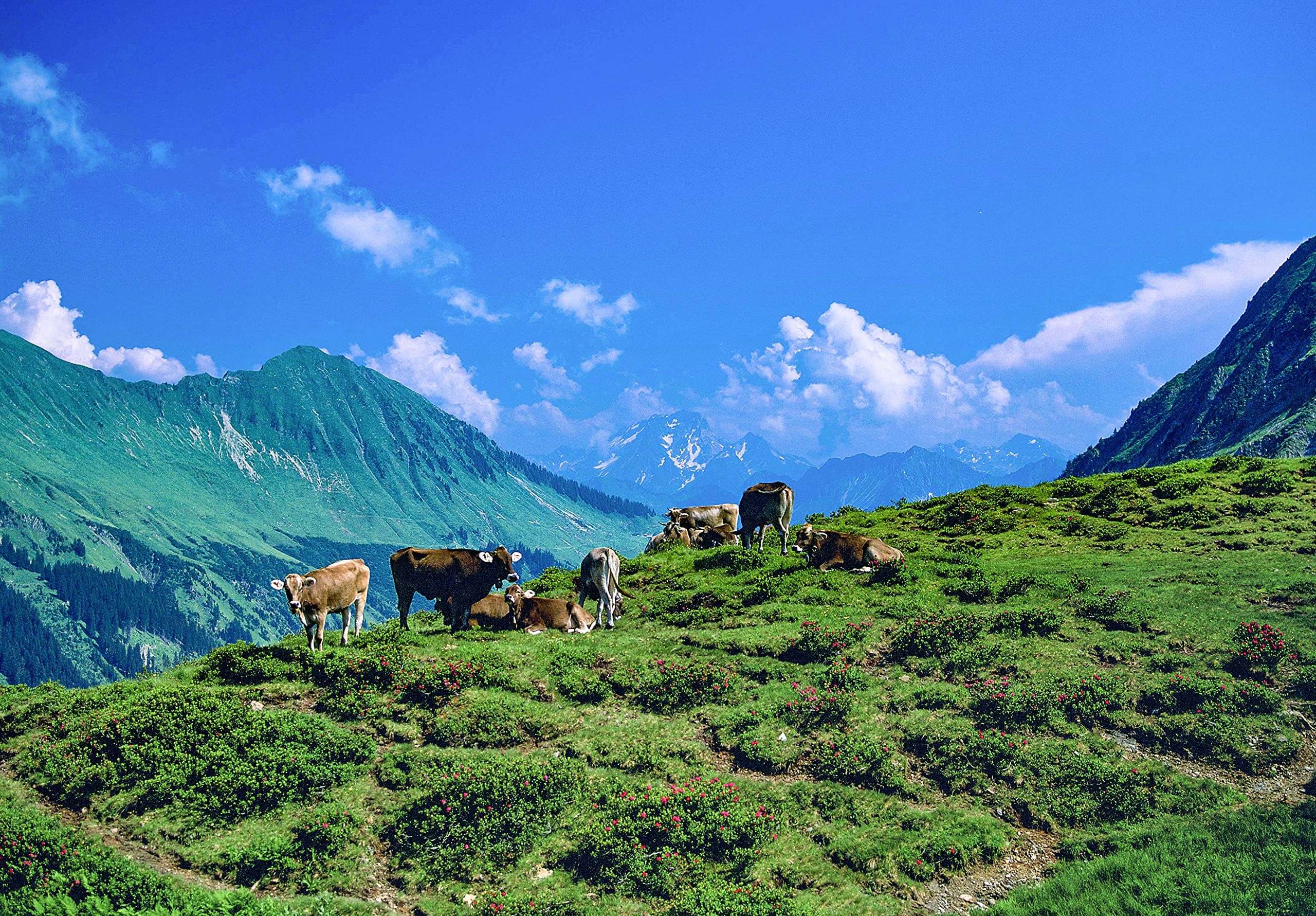 Brown Swiss Cows in the Alps, Switzerland, landscape photo, nature photography, wall art, home decor, office decor, sizes up to 44x66 inches, fine art print, signed by the artist.
