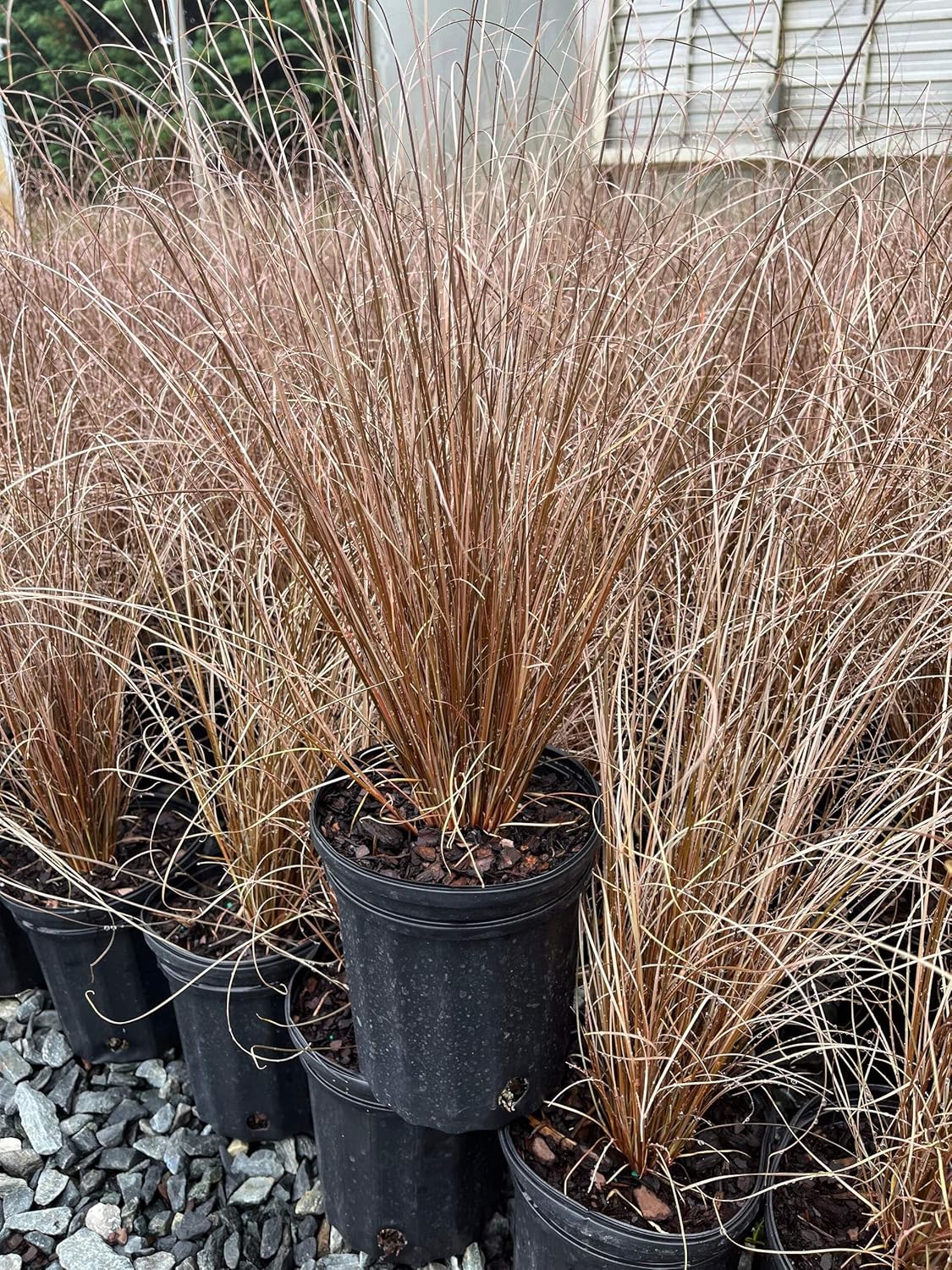 Perennial Farm Marketplace Carex buchananii 'Red Rooster' (ColorGrass Leather Leaf Sedge) Perennial, Size-#1, Green