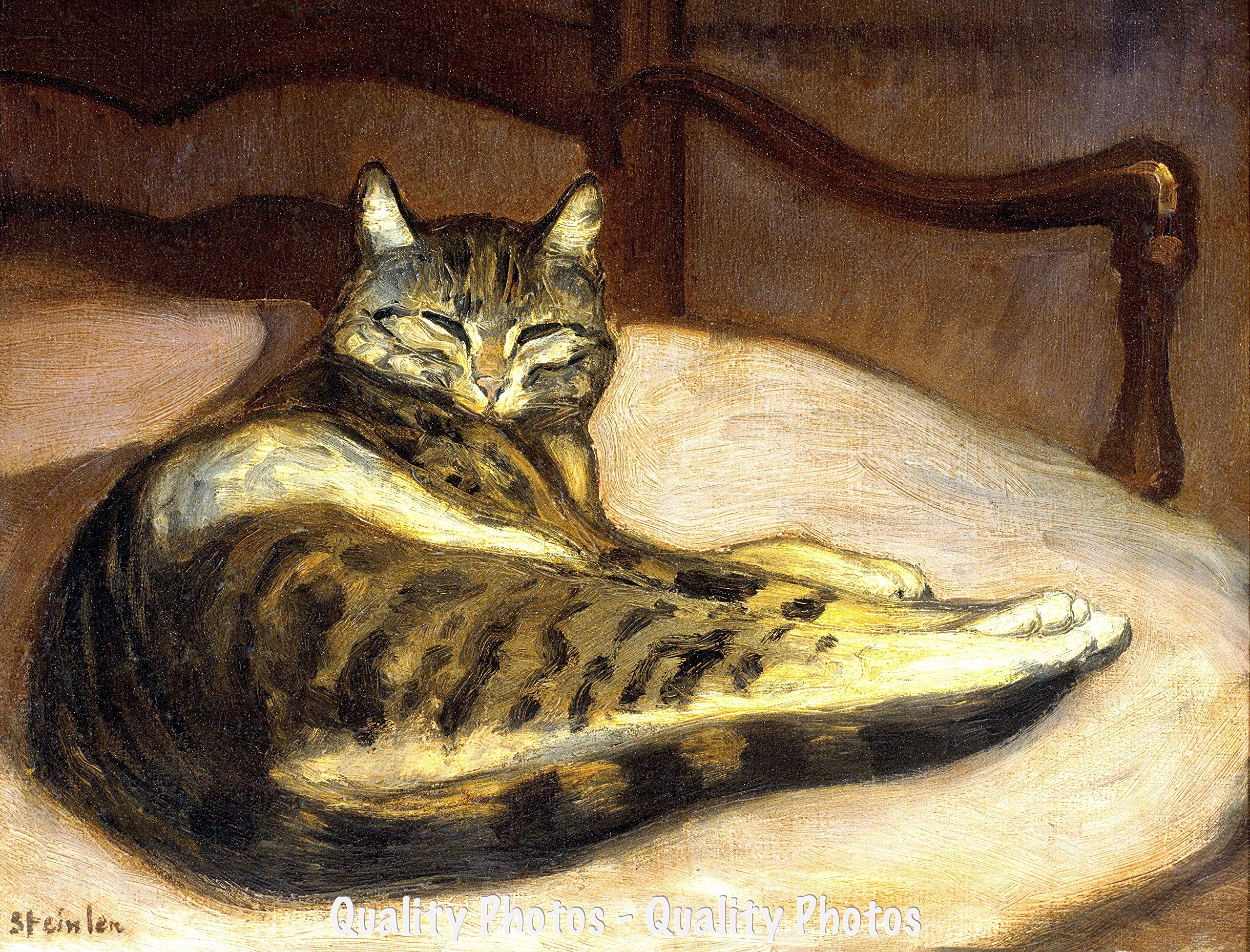 Amazon.com: Goods Galore Comfortable Recumbent Cat 8.5x11 Photo