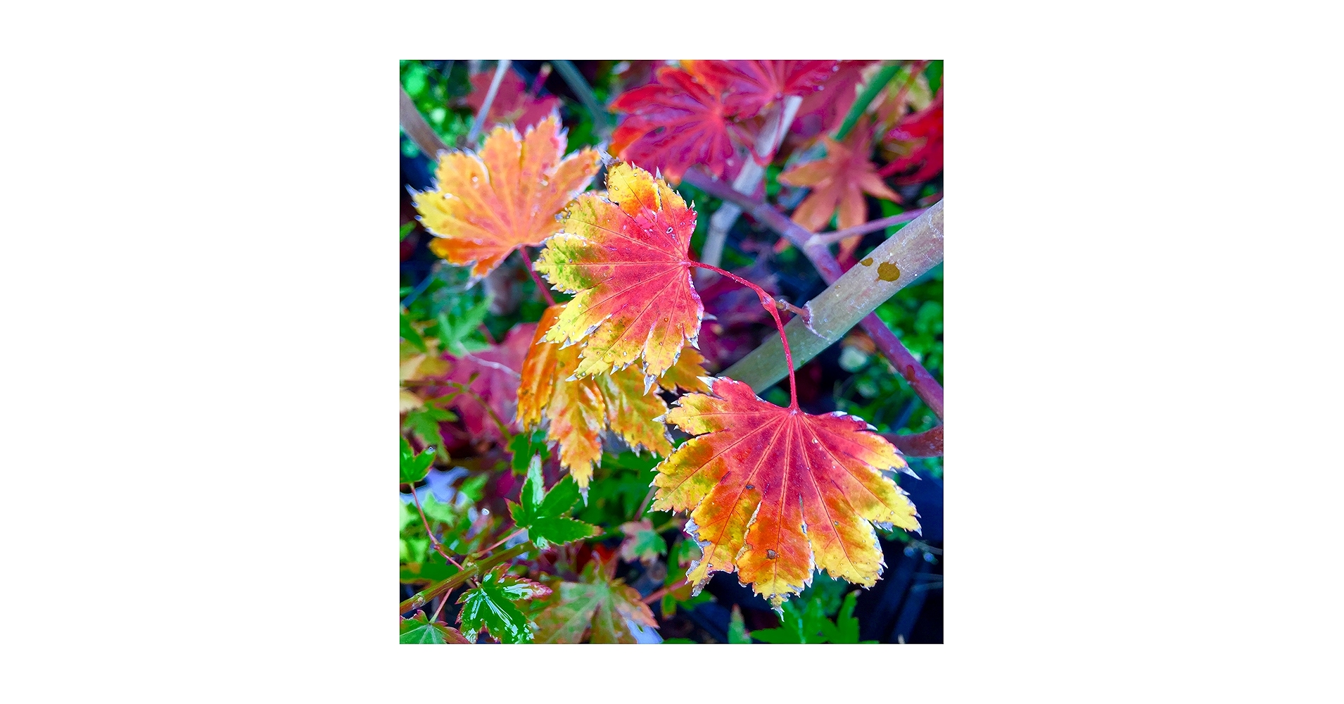 米山舞 everlasting plants Acer shirasawanum 'Ogura yama' Japanese 米山舞 everlasting plants Acer shirasawanum 'Ogura yama' Japanese