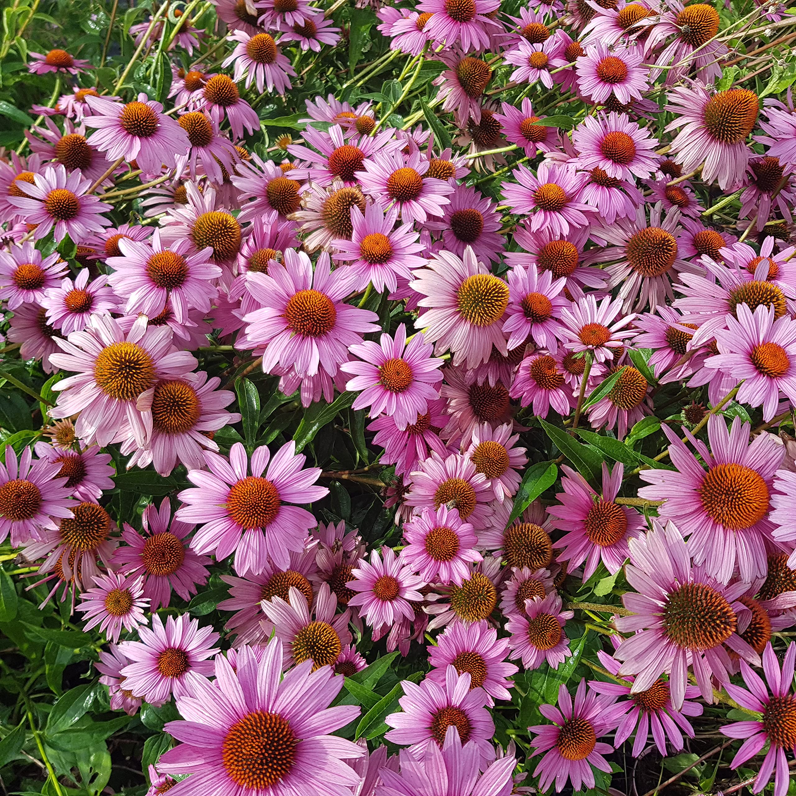 Stauden Mischung für den Bauerngarten, verschiedene winterharte Stauden, je im 12cm Topf (12 Pflanzen je im 12cm Topf)