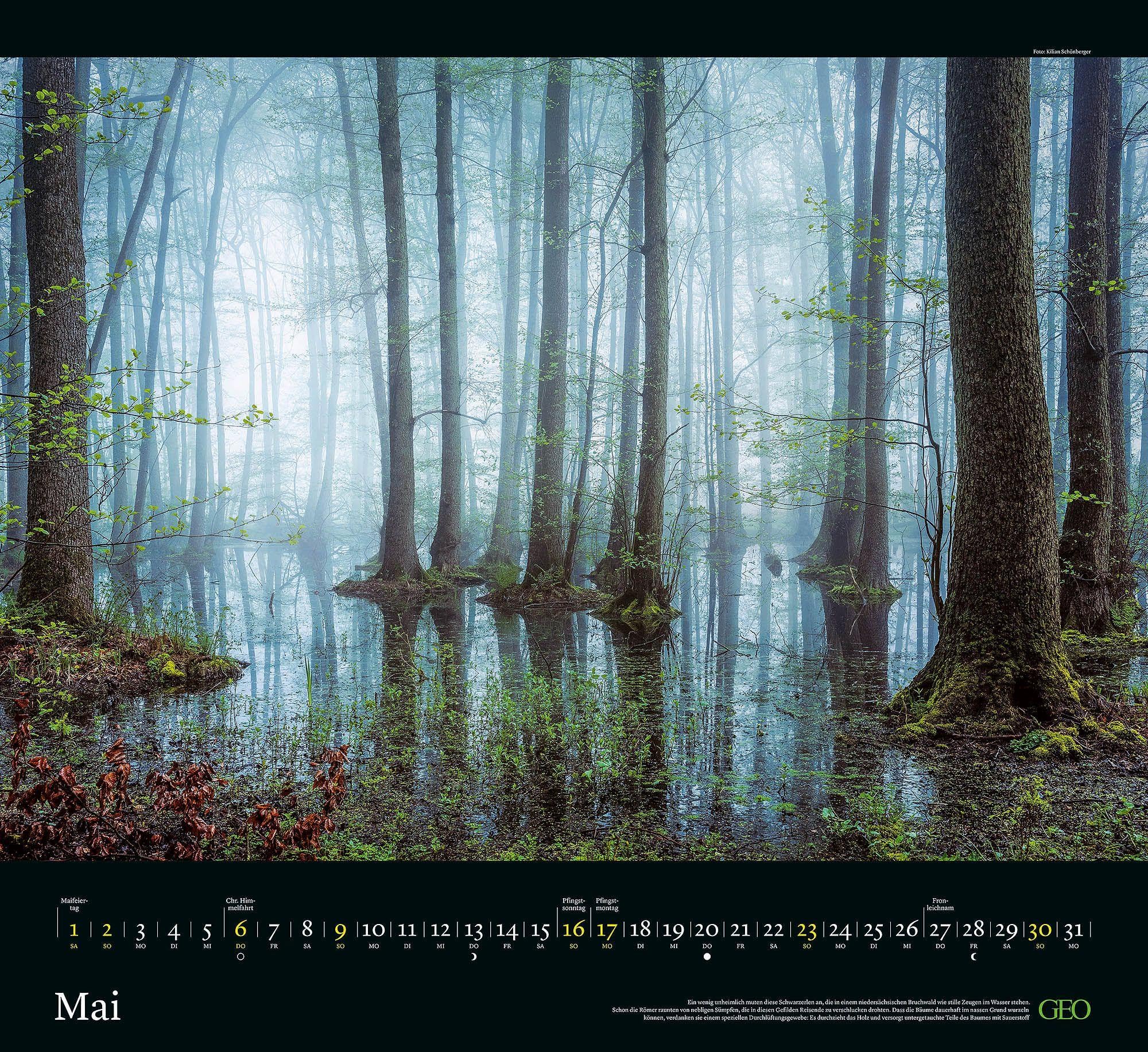 GEO Kalender: Sehnsucht Wald 2027: Wandkalender 60x55 cm mit 12 stimmungsvollen Waldfotografien, deutschem Kalendarium und Spiralbindung