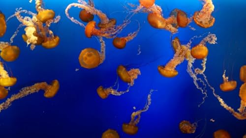 Jelly Fish
