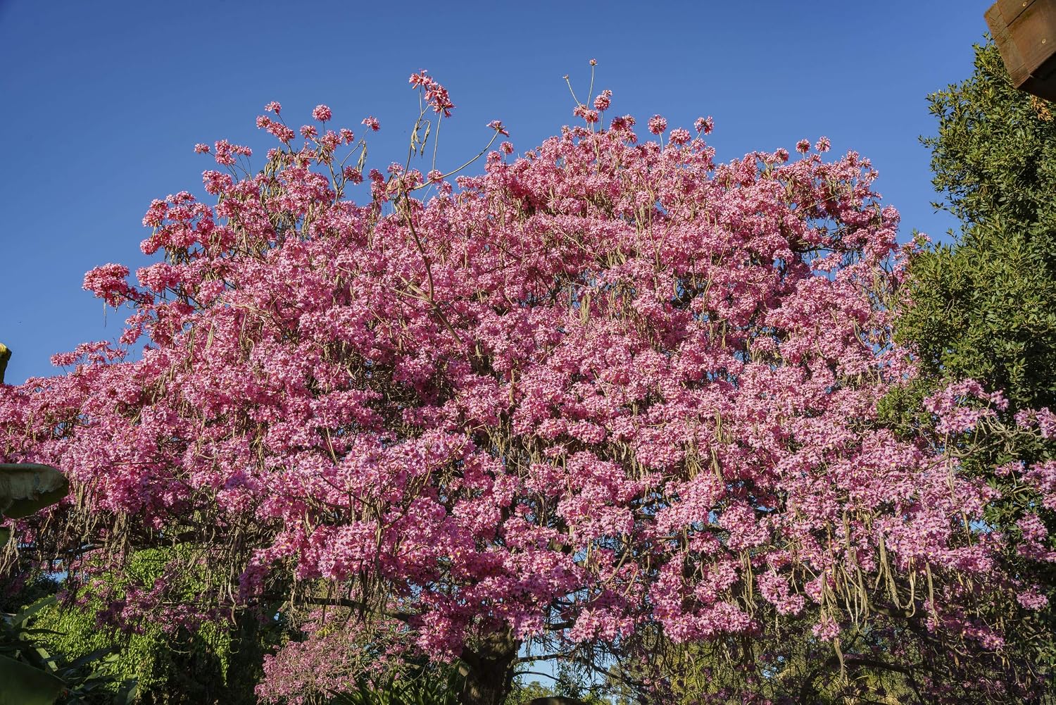 Pink Tabebuia Trumpet Tree - Live Plant in a 3 Gallon Pot - Tabebuia Heterophylla - Beautiful Flowering Tree