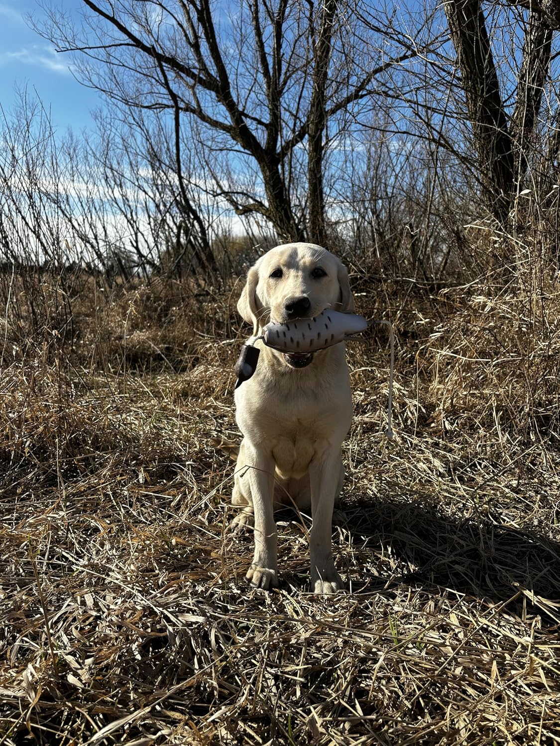 Ultimate Quail Dog Training Scent - Quail Scent... 9 Ultimate Quail Dog Training Scent - Quail Scent...