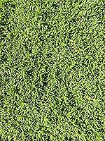 Vista 3 de BAREROOT Ruschia Lineolata 'Nana' - 'Alfombra enana de estrellas' - PPAF - Suculenta césped subsitute - Jardín de Cristina (48)