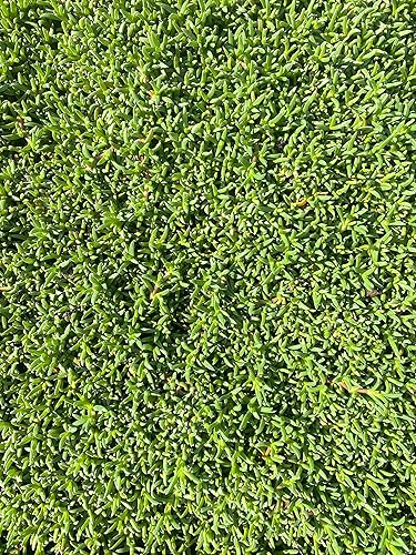 Miniatura 3 de BAREROOT Ruschia Lineolata 'Nana' - 'Alfombra enana de estrellas' - PPAF - Suculenta césped subsitute - Jardín de Cristina (48)