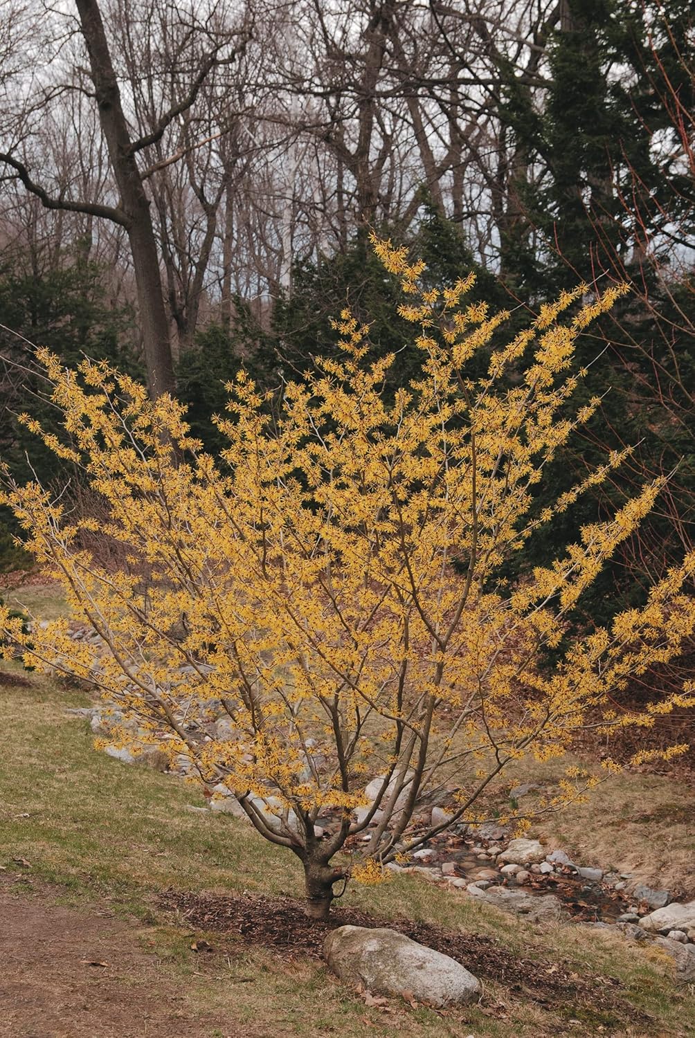 TriStar Plants - American Witch Hazel - 2 Pack of ABP which is a 3"X3"X6" Growing Container, Native, Hamamelis virginiana, Attracts Pollinators, Fast Growing Trees