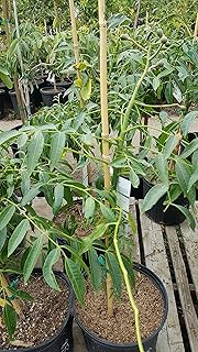 9EzTropical - June Plum Tropial Fruit Trees - 2 Feet Tall - Ship in 1 Gal Pot