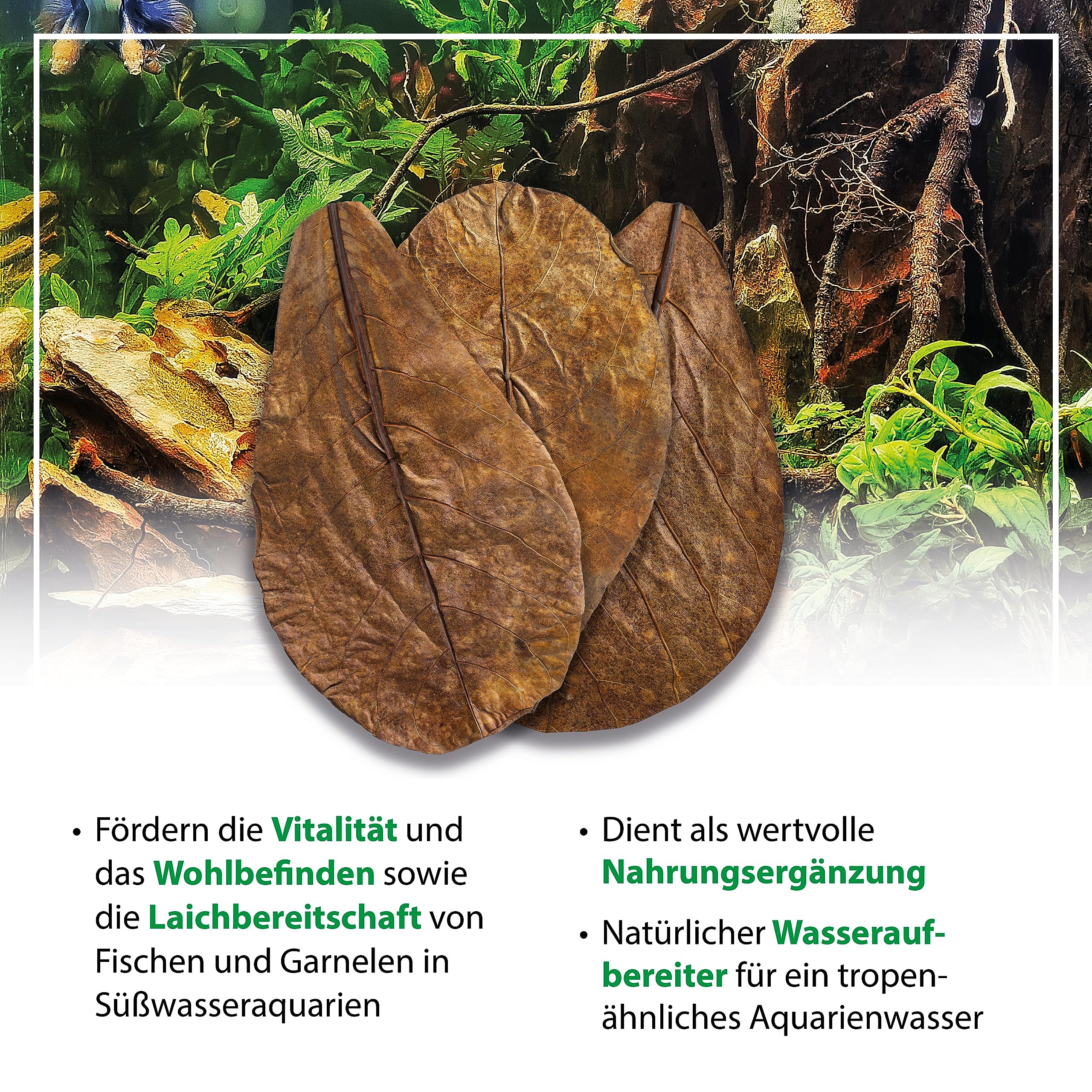 CeramicNature Catappa bladeren M voor aquarium 5-15 stuks