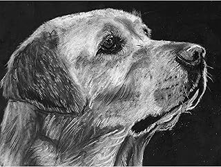 Labrador Retriever Gift, Charcoal Drawing Print, Lab wall art, Black and White, Yellow Lab Choice of size signed by Oscar Jetson (A3)