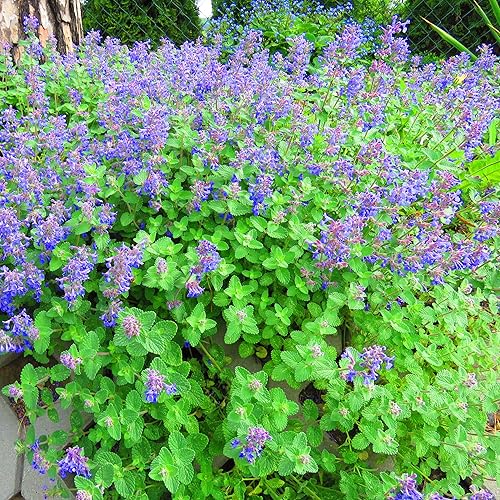 Miniatura 3 de Outsidepride Perennial Melissa Officinalis - Bálsamo de limón culinario plantas de jardín de hierbas aromáticas 5000 semillas