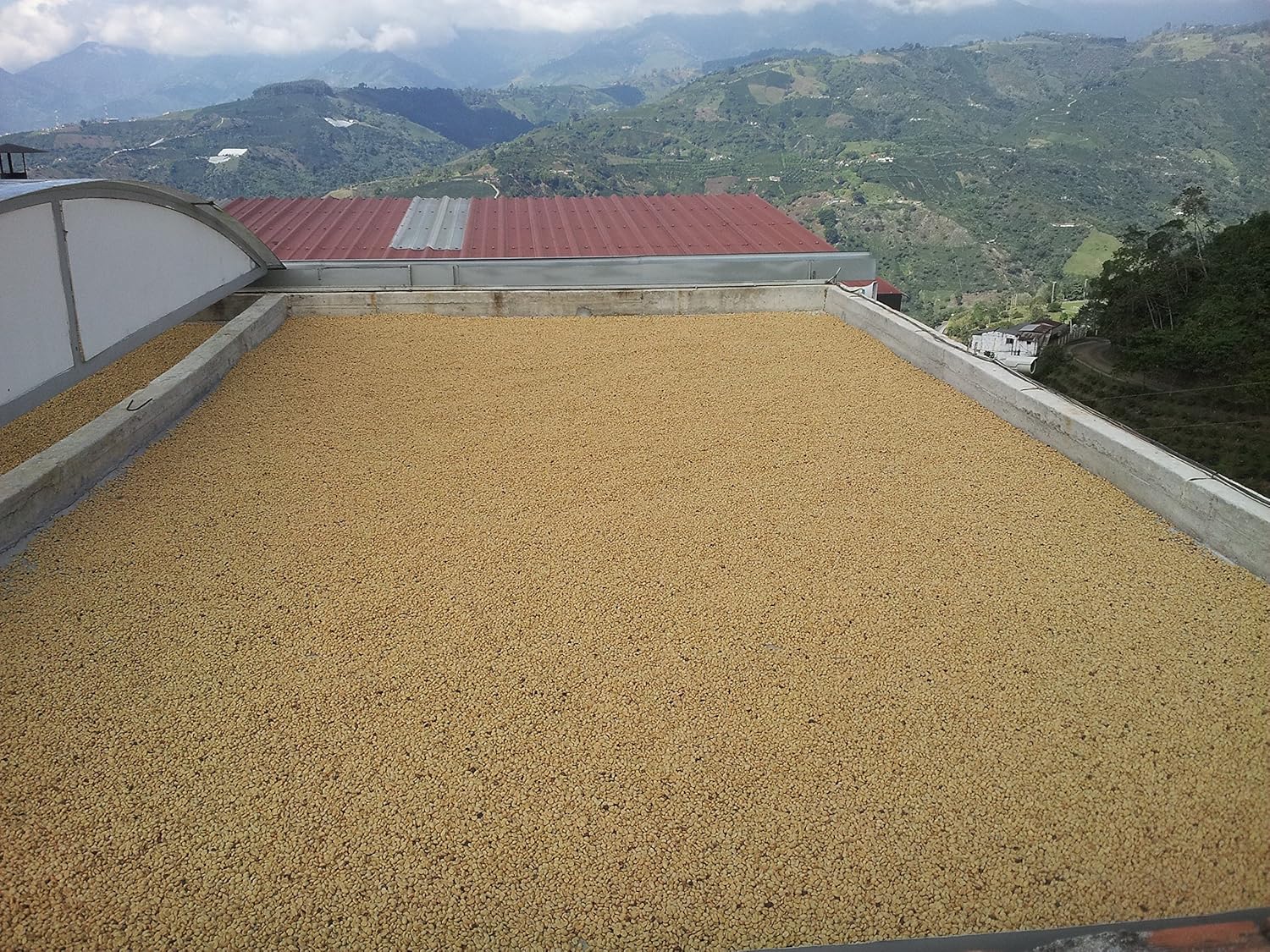 Colombian Green coffee Bean - Special Micro Lots 100% Arabica (10 Lb)