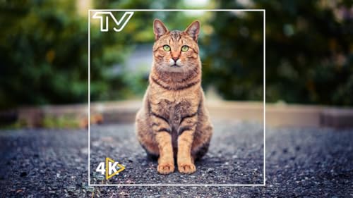 Harmonia Felina: Ambiente Pacífico de Gato para Alívio do Estresse e Foco