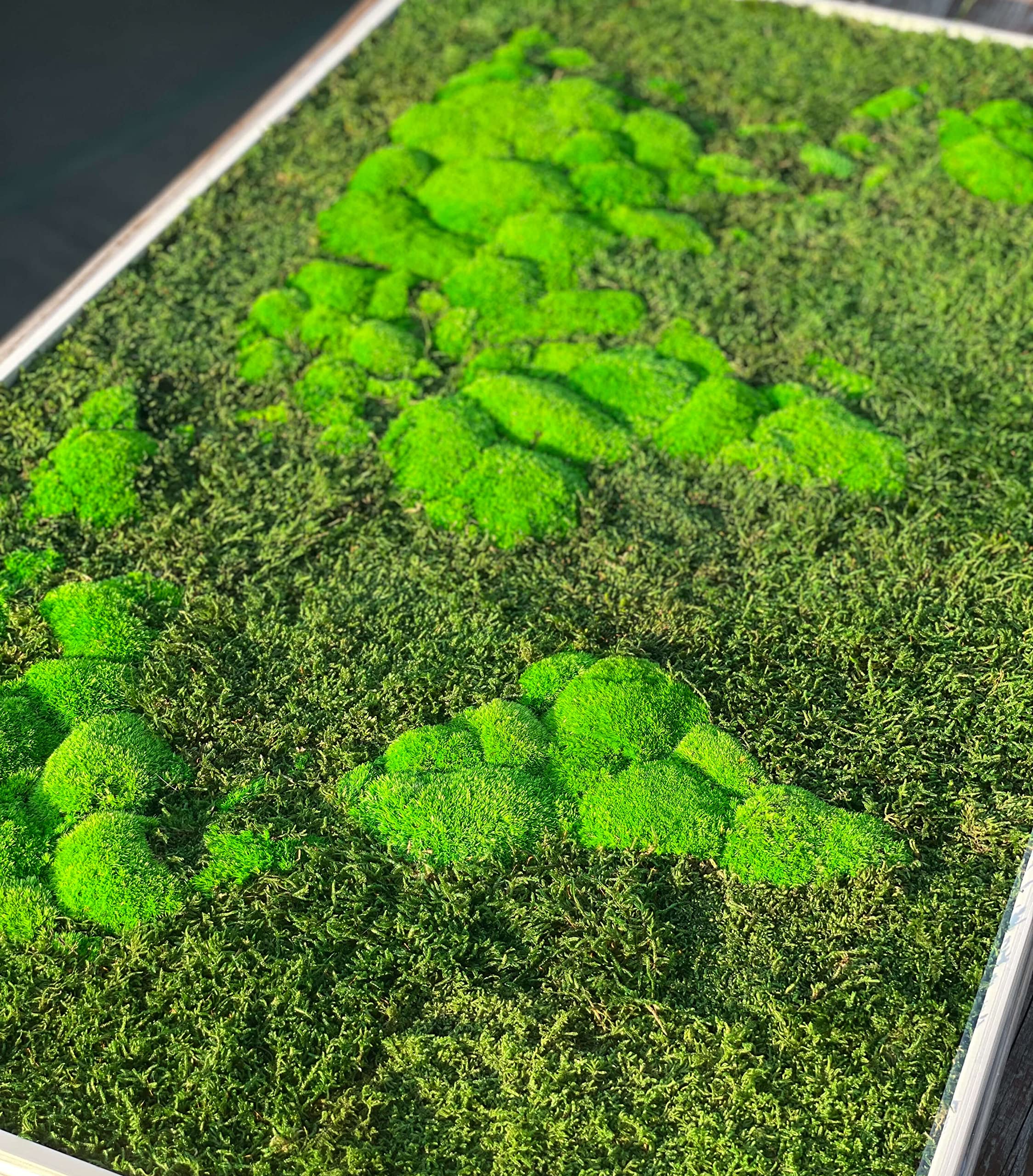 Mapa świata mchu (w ramie) - stabilizowany naturalny mech leśny i porosty nordyckie - grafika ścienna wewnętrzna (112 x 65 cm, zielona - biała drewniana rama)