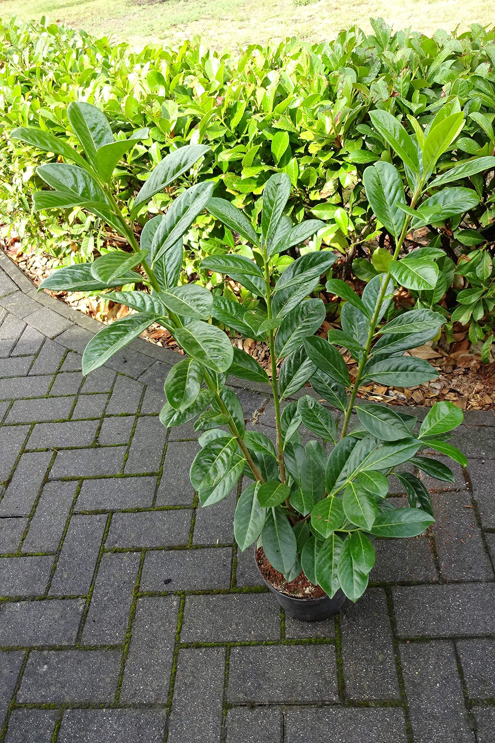 5st. Kirschlorbeer Novita 80-100cm im Topf Buschig XXL Mehrtriebig Heckenpflanzen Prunus laurocerasus Lorbeer Gartenhecke Sichtschutz Kirschlorbeerhecke immergrün, winterhart, Hecke
