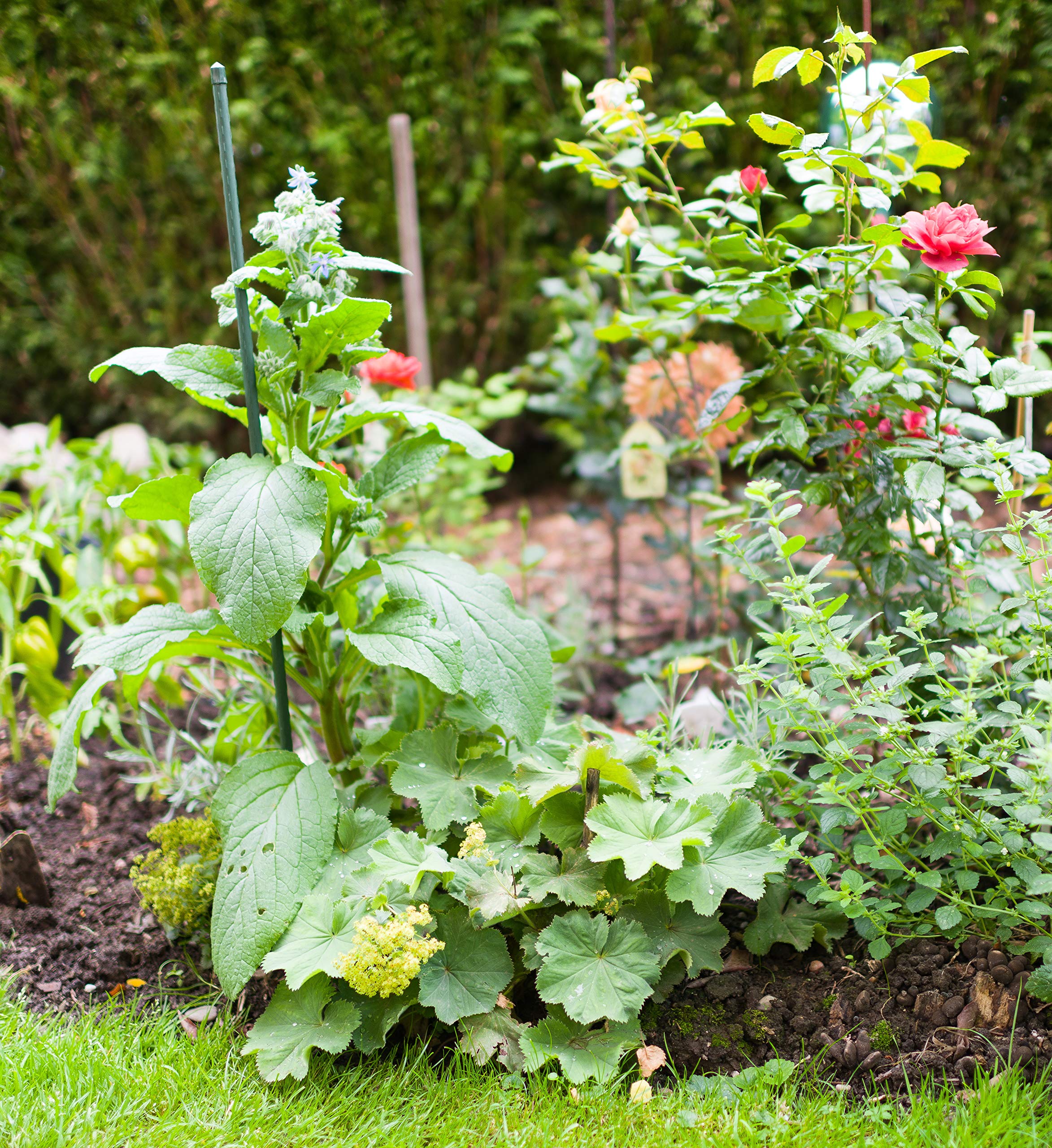 Windhager Stahl Pflanzstab, Pflanzen-Rankstab, Pflanzensttze, Rankhilfe,  Pflanzstbe, Tomatenstbe, grn, 120 cm, 05623 : Amazon.de: Garten
