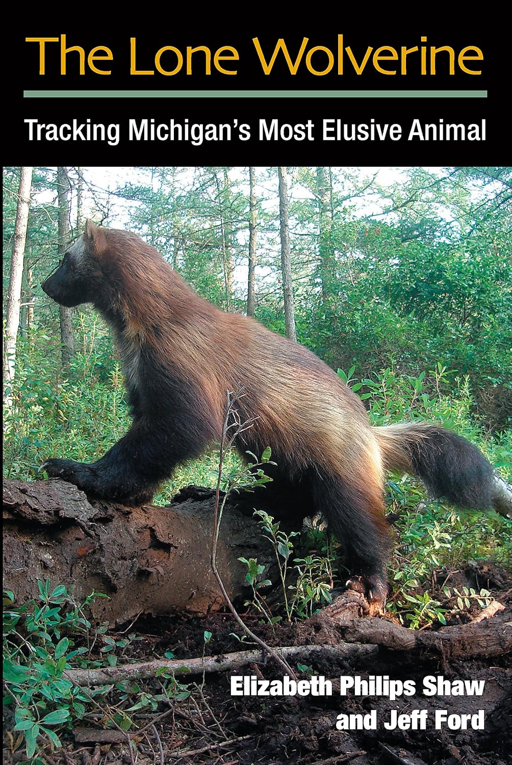 The Lone Wolverine: Tracking Michigan's Most Elusive Animal