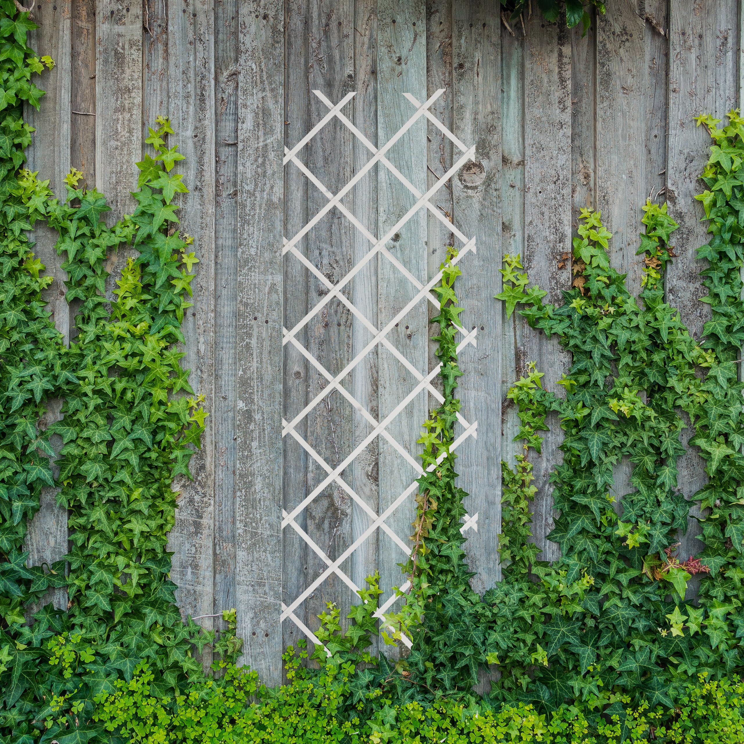 Relaxdays Tuteur à tomates, en lot Pratique de 3, Extensible, Bois de Sapin, pour Le Mur, 180 x 60 cm, Blanc