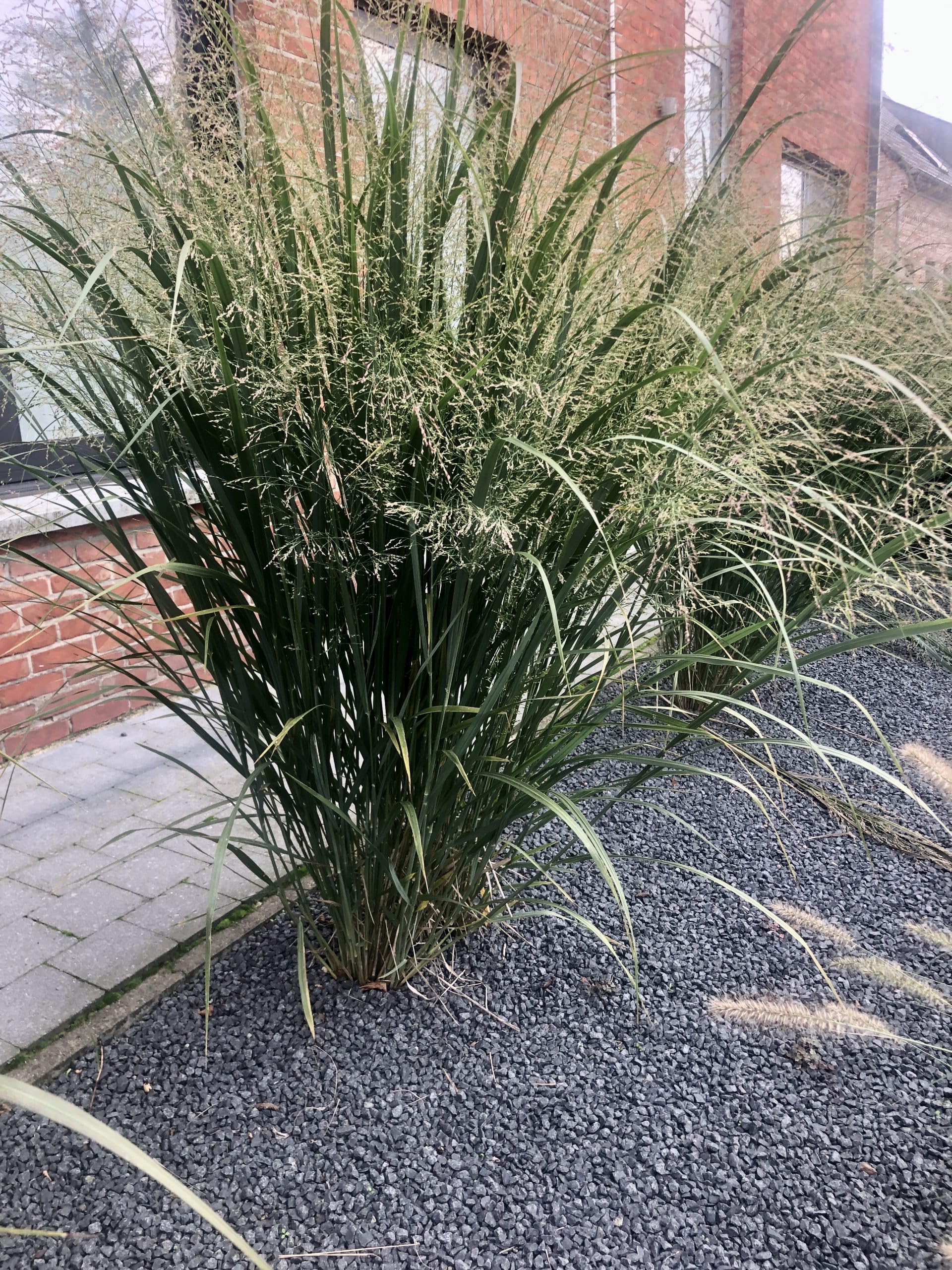 6x Herbe aux doigts - Panicum virgatum 'Northwind' | 9x9 cm pot