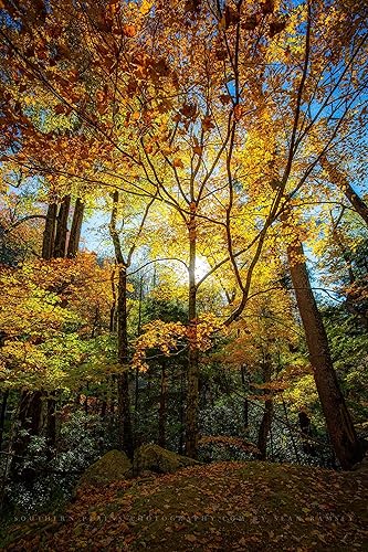Miniatura 8 de Forest Photography Print (Not Framed) Vertical Picture of Leaves Illuminated by Sunlight on Autumn Day in Great Smoky Mountains Tennessee Tree Wall