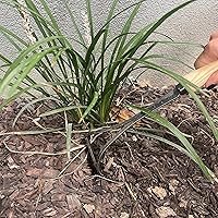 Vista 5 de Rastrillo de mano DeWit Bio