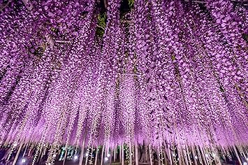 Amazon Co Jp Nd タペストリー 藤の花 インテリア おしゃれ グリーン ナチュラル 魔除け 厄除け 大判 癒し 部屋 飾り 背景布 インスタ映え 布 テレワーク 壁面 Zoom 映え 写真 スピリチュアル グッズ 雑貨 デザイン1 ホーム キッチン Amazon Co Jp Nd タペストリー 藤の花 インテリア おしゃれ グリーン ナチュラル 魔除け 厄除け 大判 癒し 部屋 飾り 背景布 インスタ映え 布 テレワーク 壁面 Zoom 映え 写真 スピリチュアル グッズ 雑貨 デザイン1 ホーム キッチン