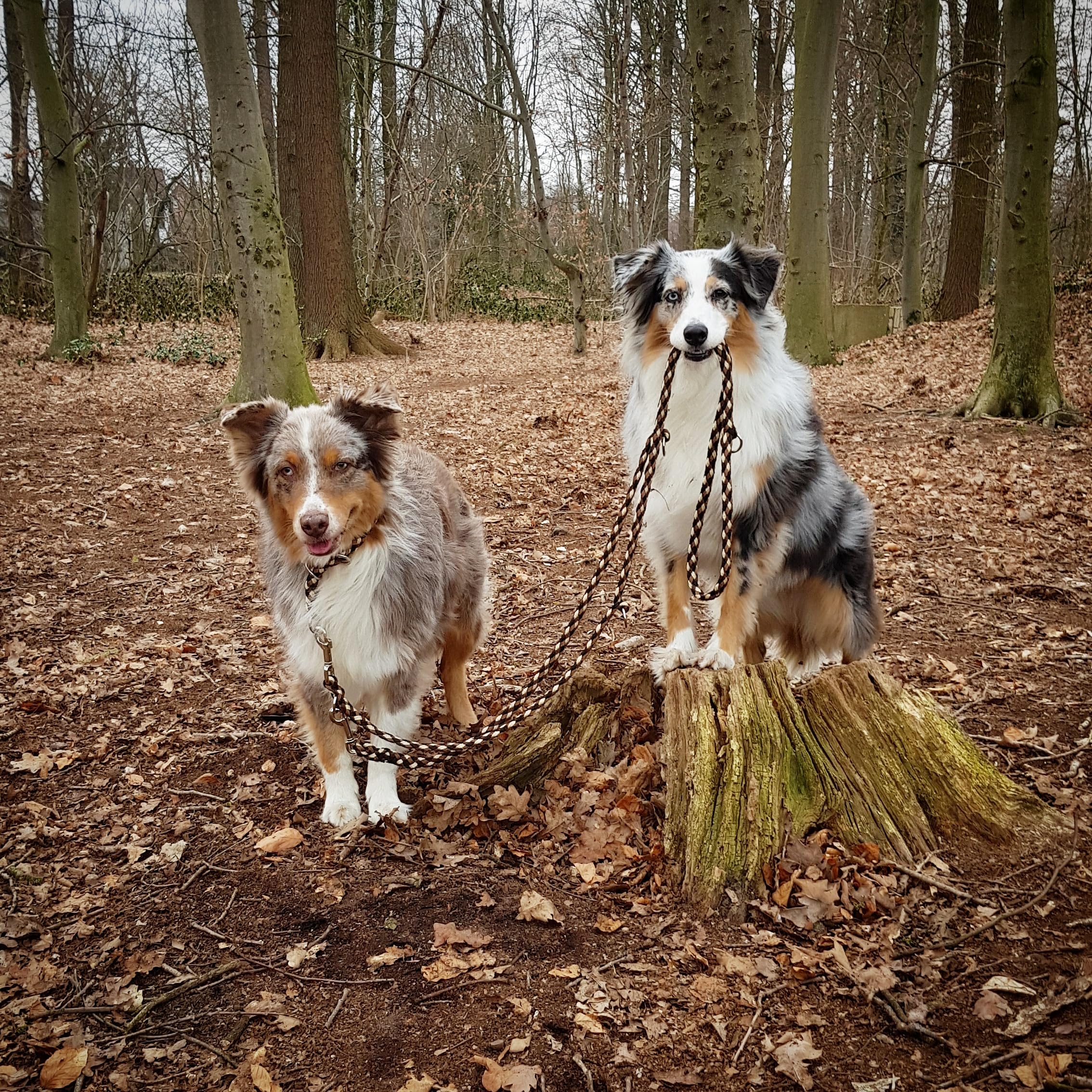 Hundeleine Doppelleine Übungsleine Führleine für mittlere Hunde bis 45 Kg über 39 Farben sehr stabil (2,80 m, Schwarz-Grün)