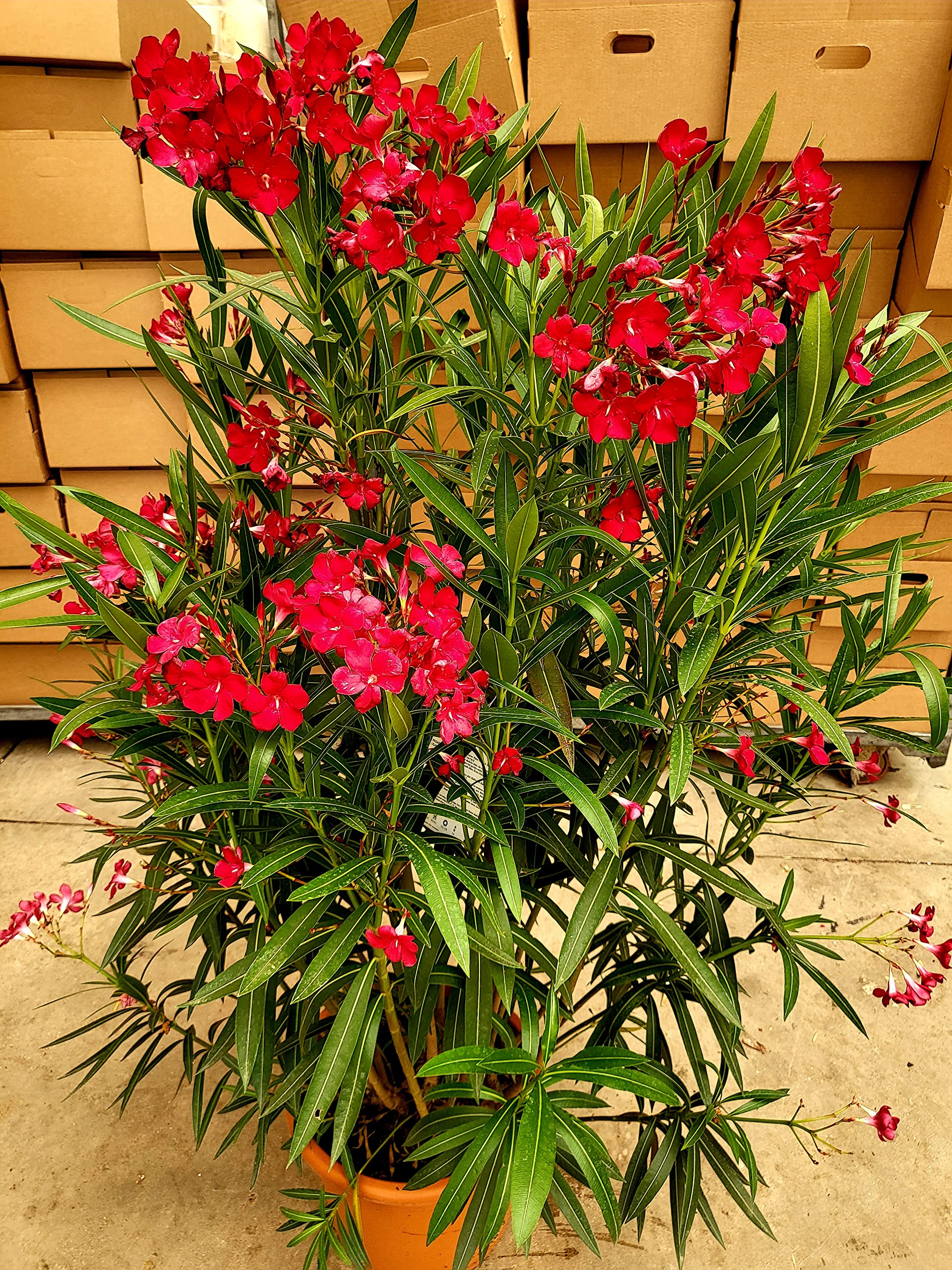 Pianta Di Oleandro Salmone Nerium Oleander - Vendita Piante Online - Foto 6