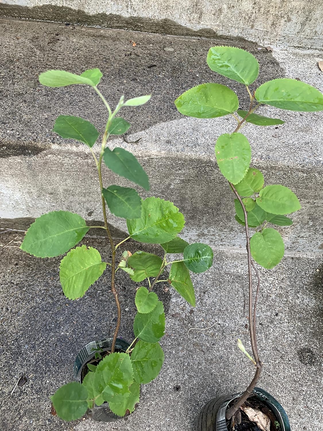 1 Plant of Saskatoon Serviceberry 1-2 Year Old (Amelanchier) Bare Root Dormant Juneberry