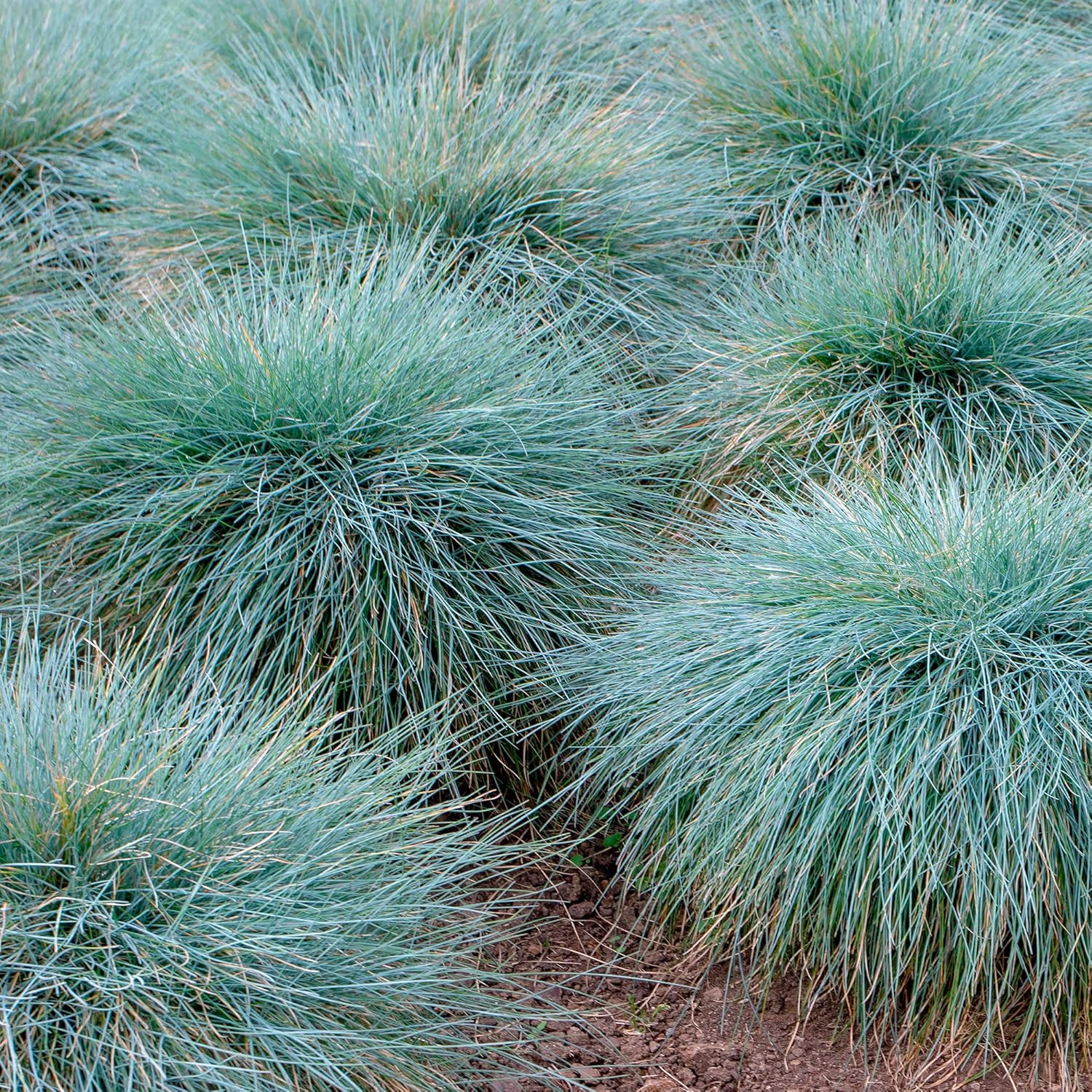 Festuca Glauca Cool As Ice Set Of 2 Blue Fescue Blue Decorative Grass Height 30 60 Cm Pot Diameter 13 Cm Amazon De Garden