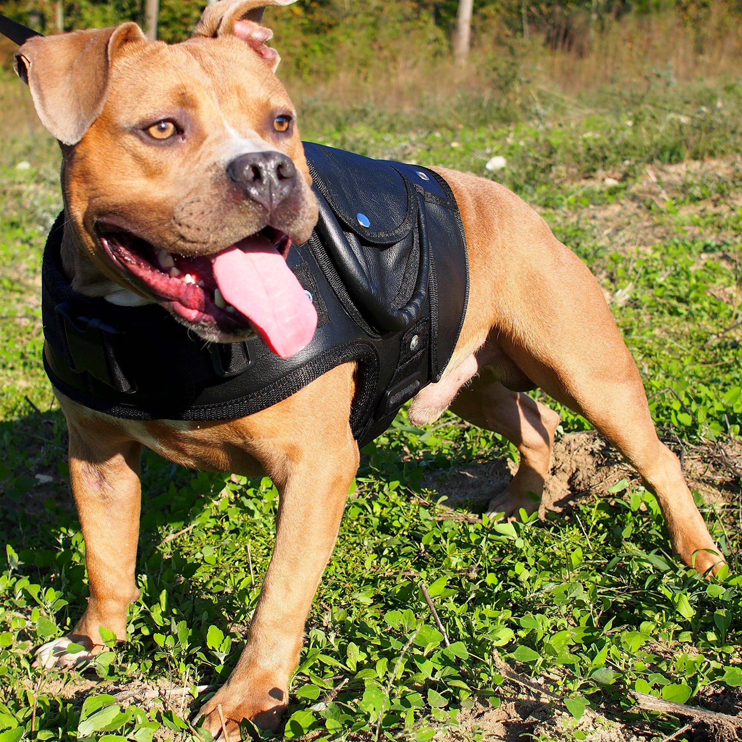 Leather Dog Jacket Coat Collar Walking Harness Labrador Boxer Pitbull (Black)