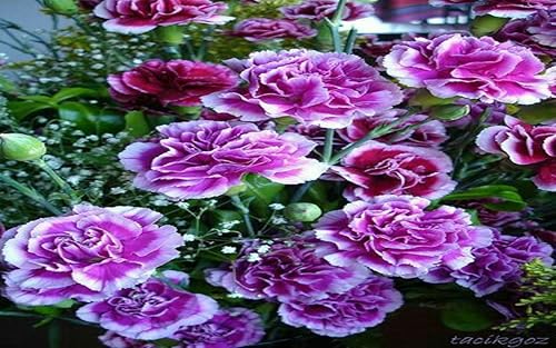 How to grow carnations
