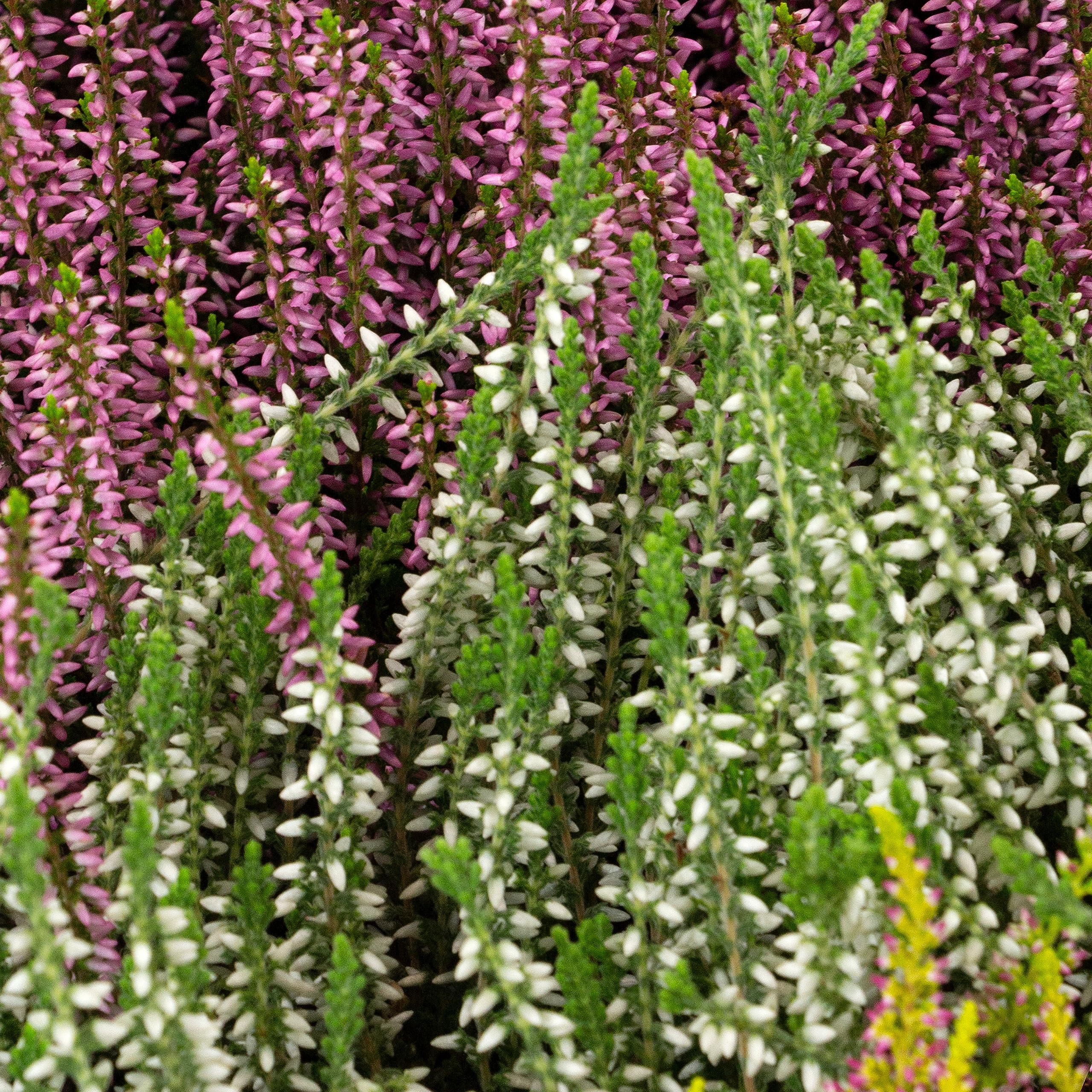 Erica Brugo Calluna Vulgaris Piante in vaso – Resistente – Miscela di colori (30 pezzi/5 colori)