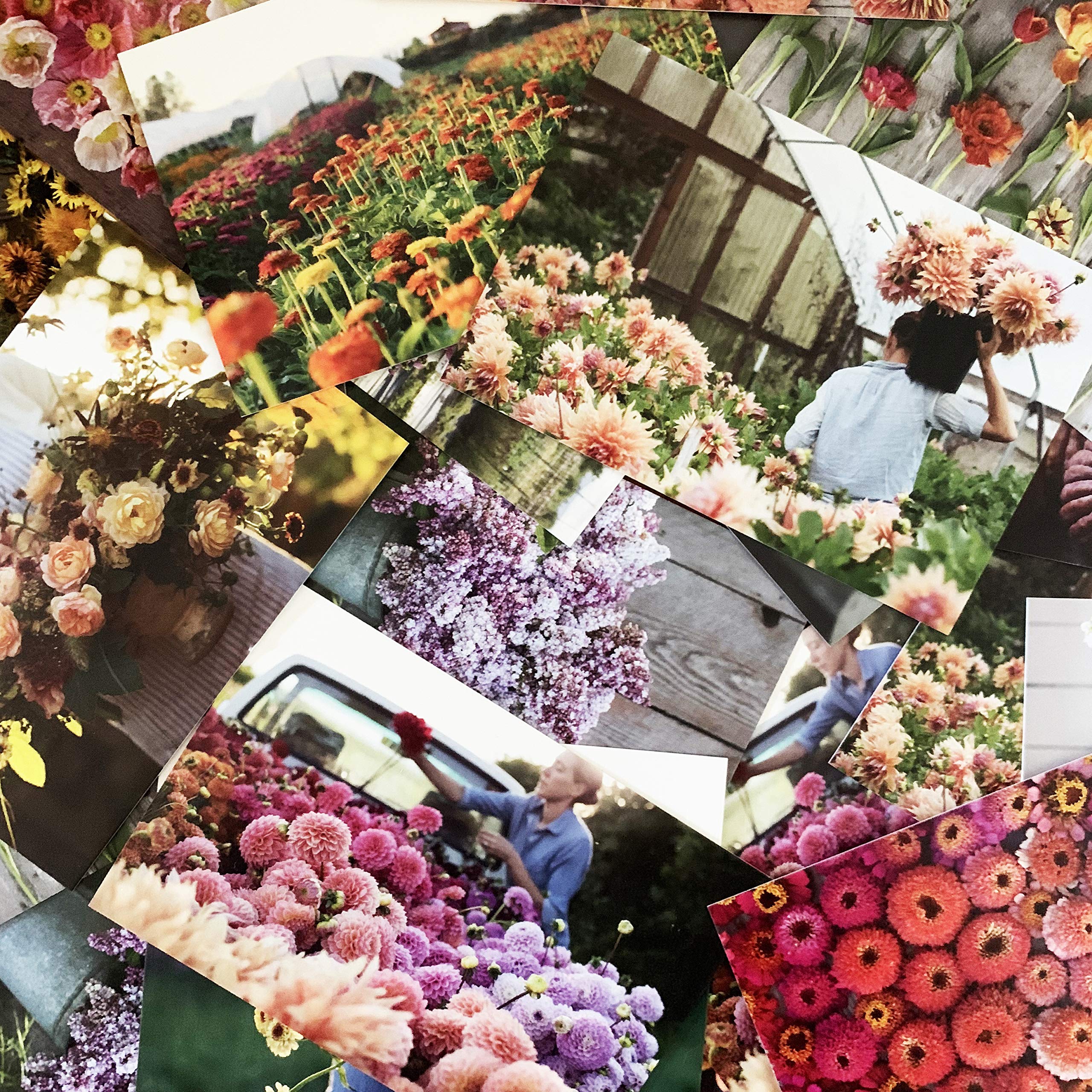 Floret Farm's Cut Flower Garden: 100 Kartpostal (Çiçekli Kartpostallar, Botanik Hediyeler)
