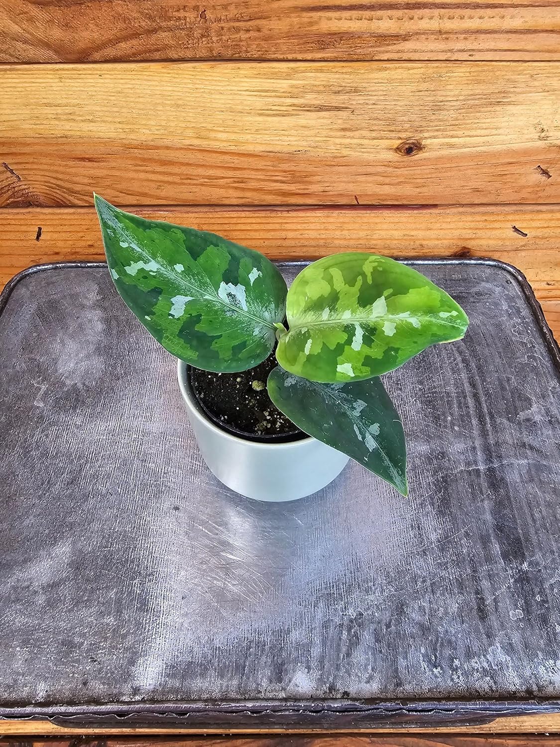 Aglaonema Pictum Tricolor, 2” Plant