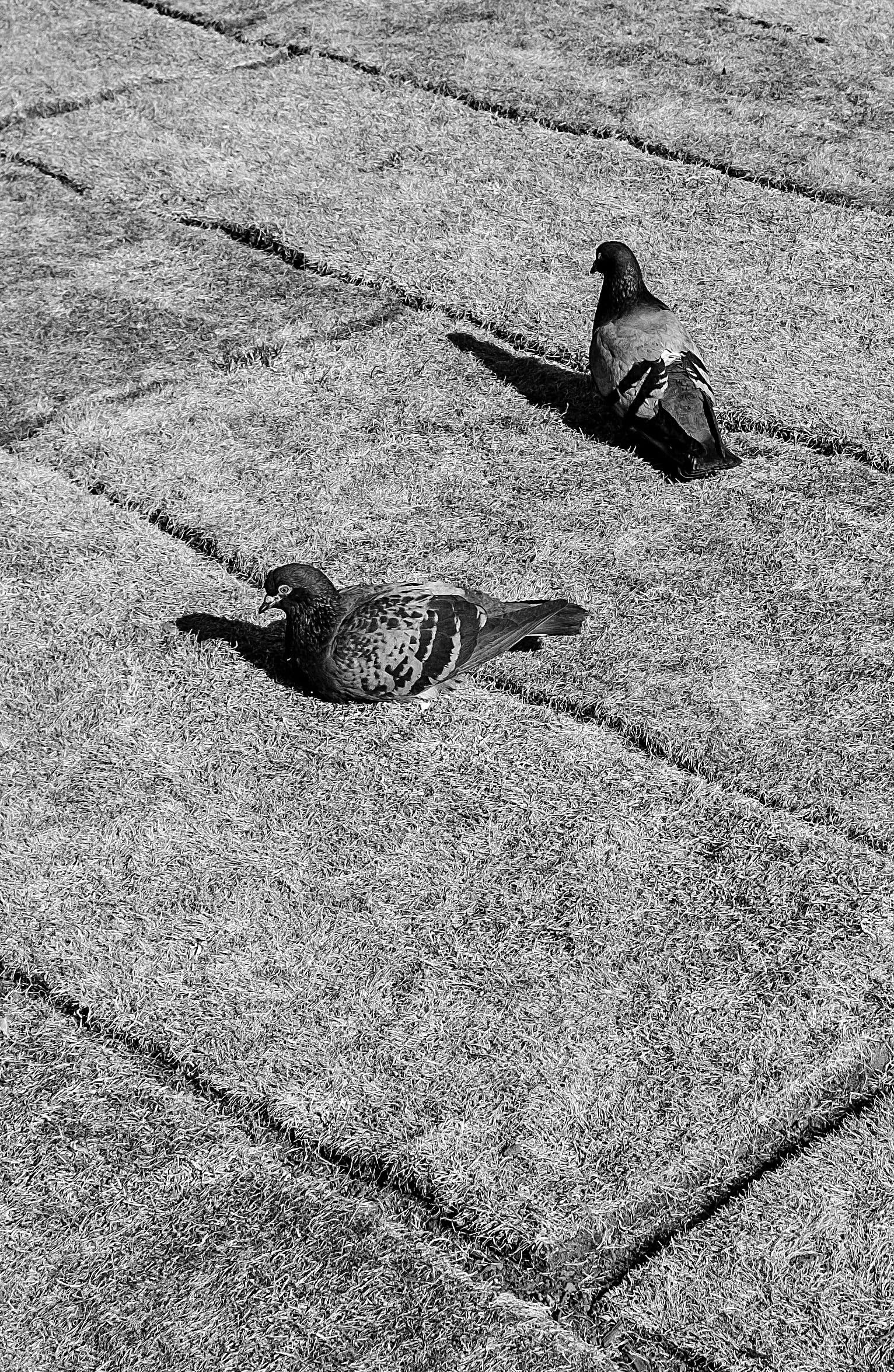 Sh*tscapes: 100 Mistakes in Landscape Architecture