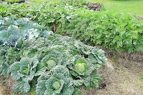 Miniatura 6 de BaleBuster1 Fórmula de acondicionamiento de pacas 100% orgánica para una preparación de pacas para plantación de jardín de pacas de paja y huerto