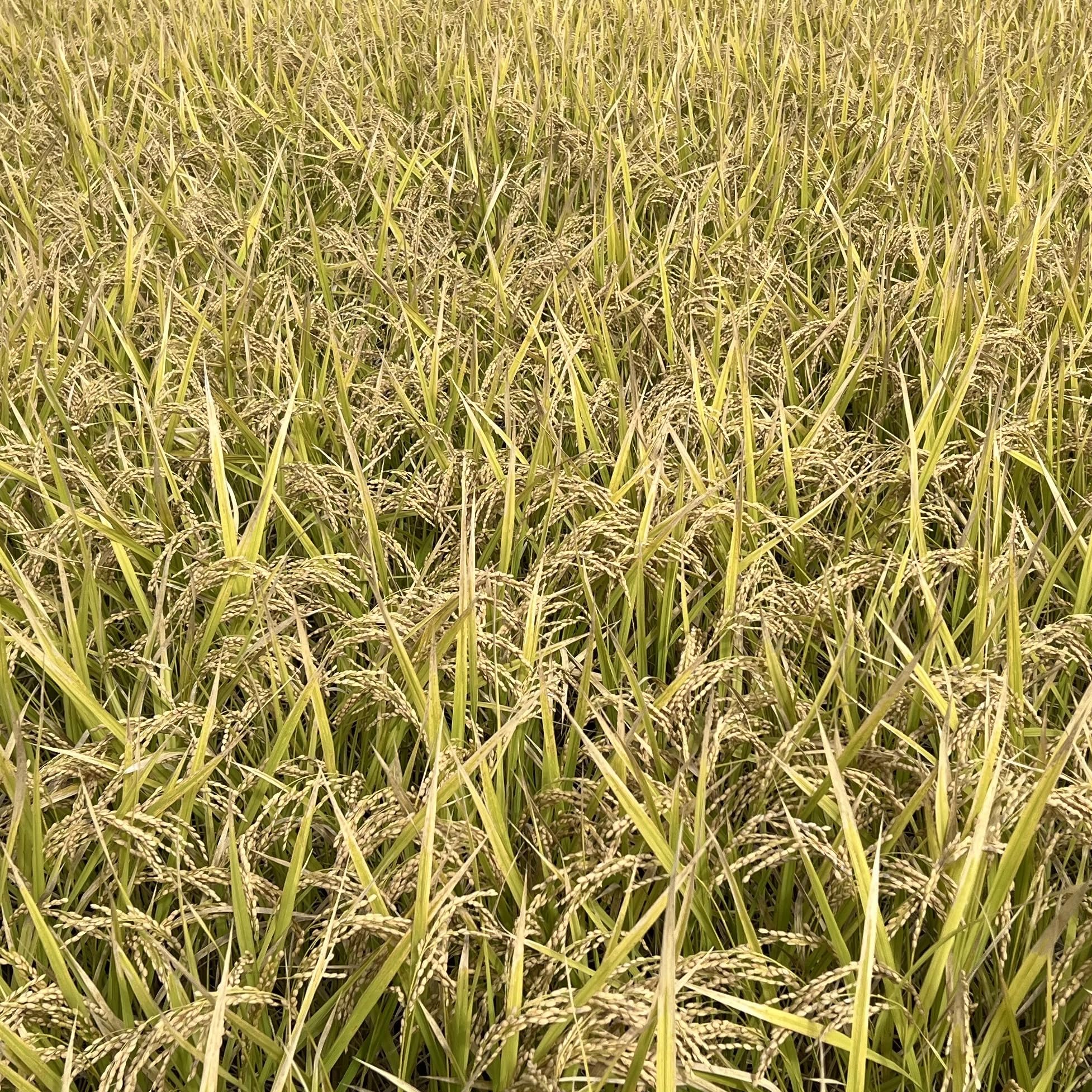 Amazon.co.jp: 江島農園 令和7年産 無農薬 玄米 5kg 福岡県産