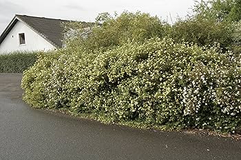 Amazon.co.jp: Canon EFレンズ EF-S17-85mm F4-5.6 IS USM デジタル