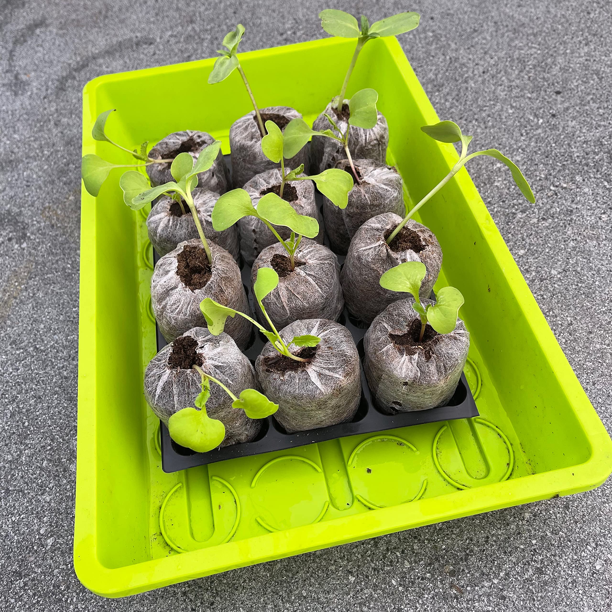 Jiffy Peat Pellets 36mm - Seed Starting Plugs (Choose 25, 50, 75, Or 100 Count)