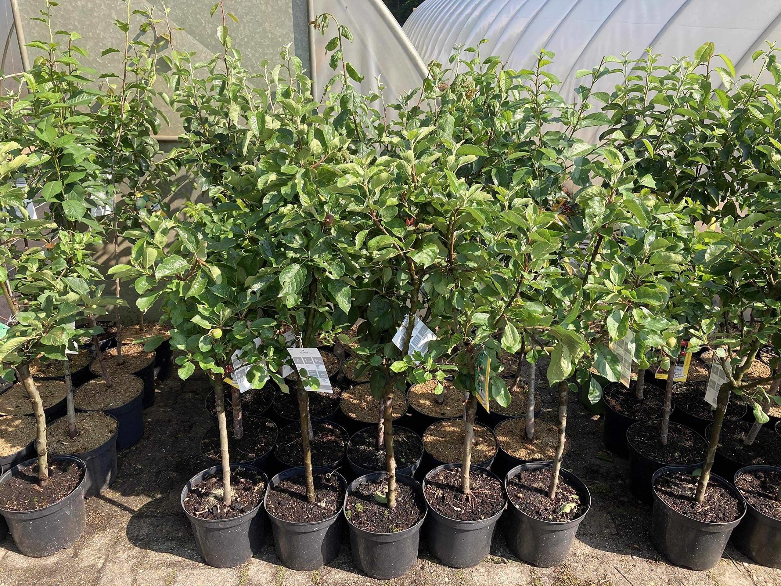 1st. Nektarine krftig gewachsen im groen Topf 40/60cm inkl Dnger Zwerg  obst Prunus persica var. nucipersica : Amazon.de: Garten