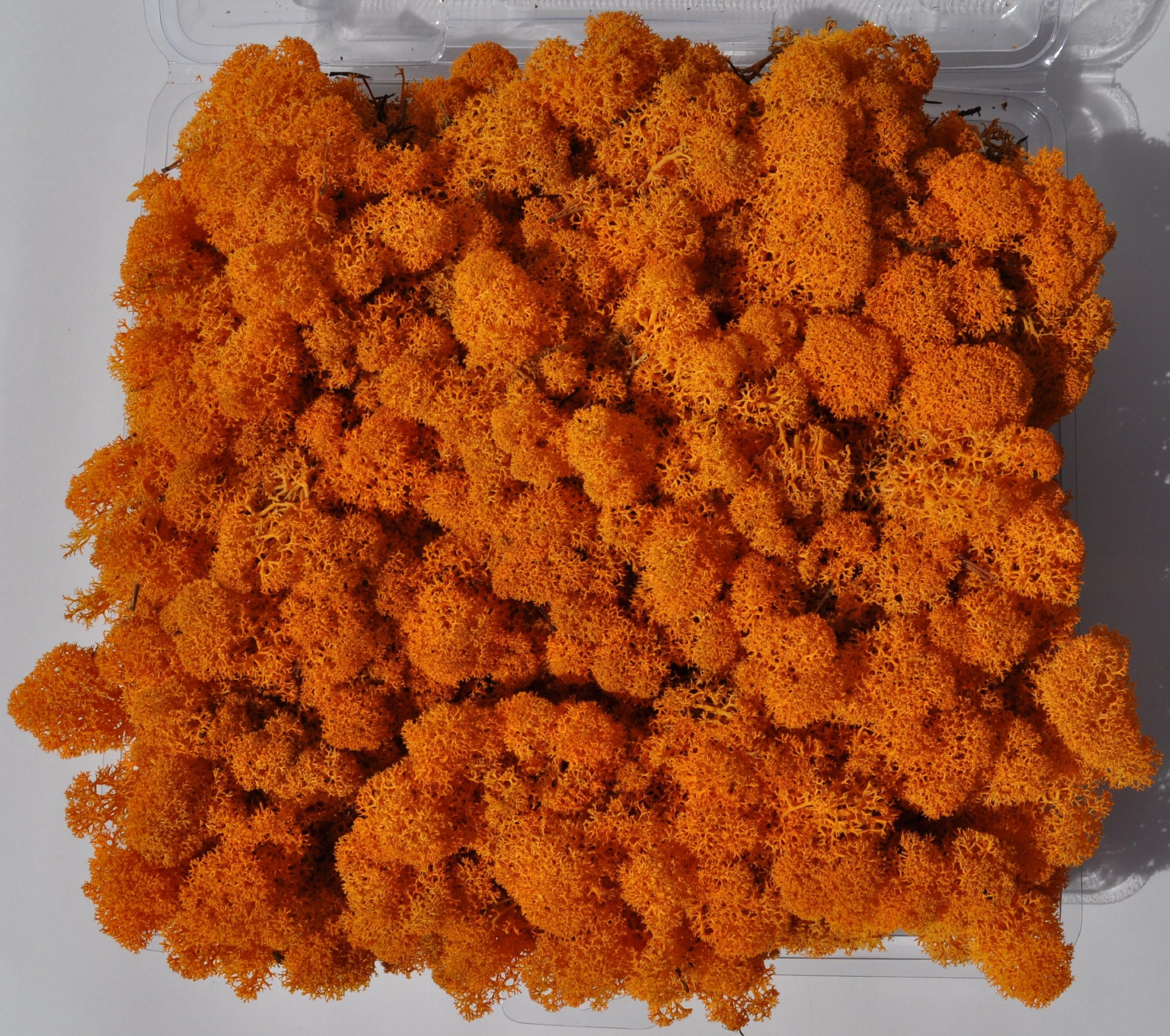 Reindeer Moss, Preserved - Autumn, 20-Ounce (1.25 Pounds) in a Designer Series Clear Case. (Reico Art 108051 - Soft and Colored Reindeer Moss)