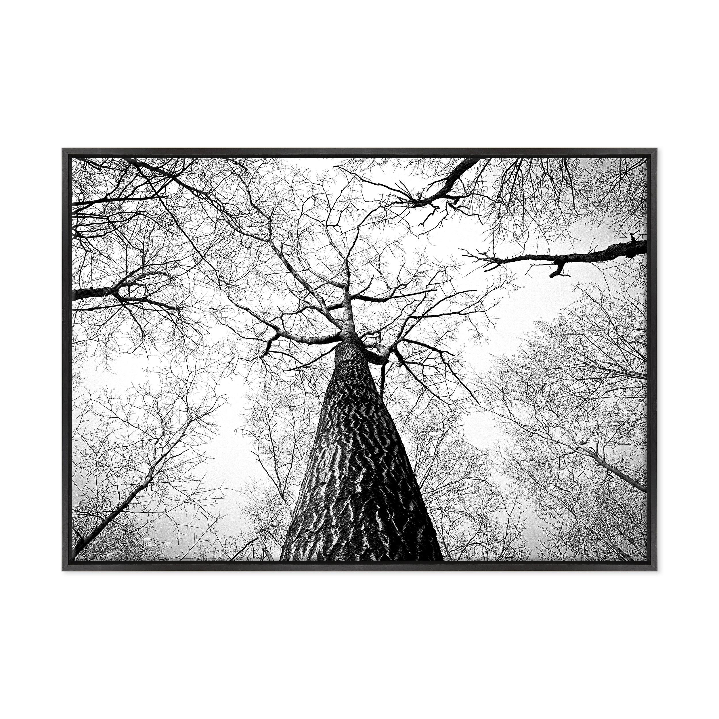 QUADRO SU TELA CANVAS INTELAIATO - CON CORNICE - Alberi Foresta Bianco e Nero - Paesaggio Natura Panorama - 70x100cm - Stile Moderno Nero- (cod.4356)