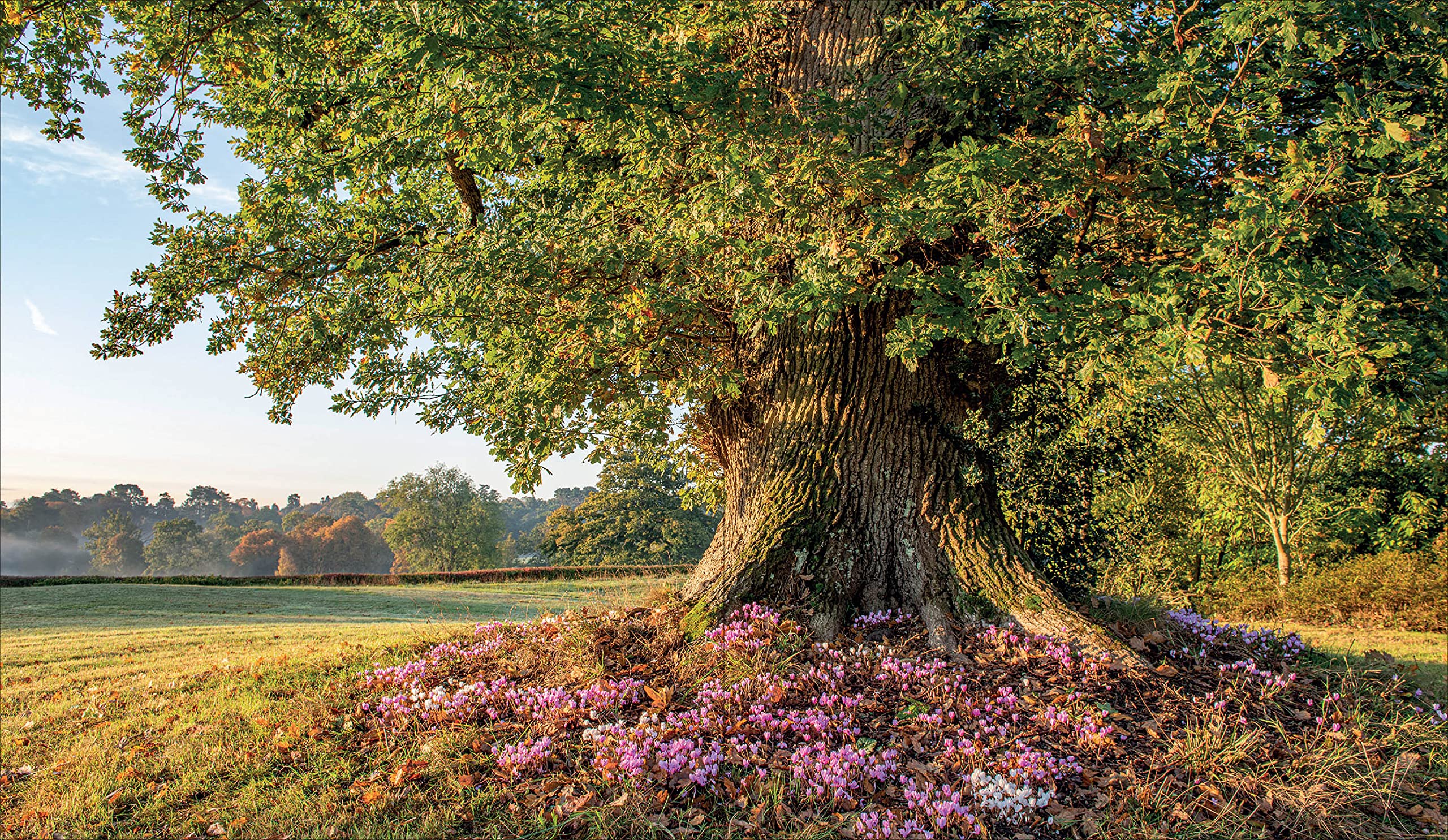Borde Hill Garden: A Plant Hunter's Paradise