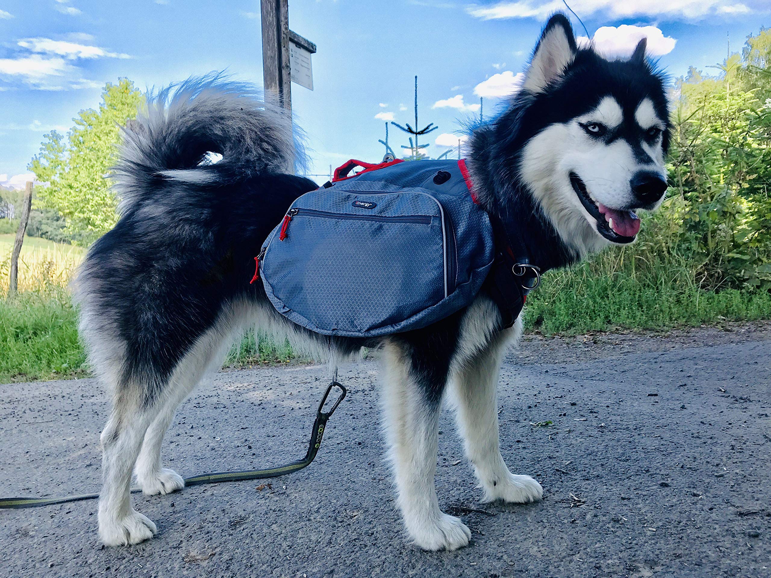 iEnergy Zaino per cani MAE - Pettorina 2in1 e zaino removibile per cani - Impermeabile e comprensivo di due borracce con tasche termiche, Grigio, Medio