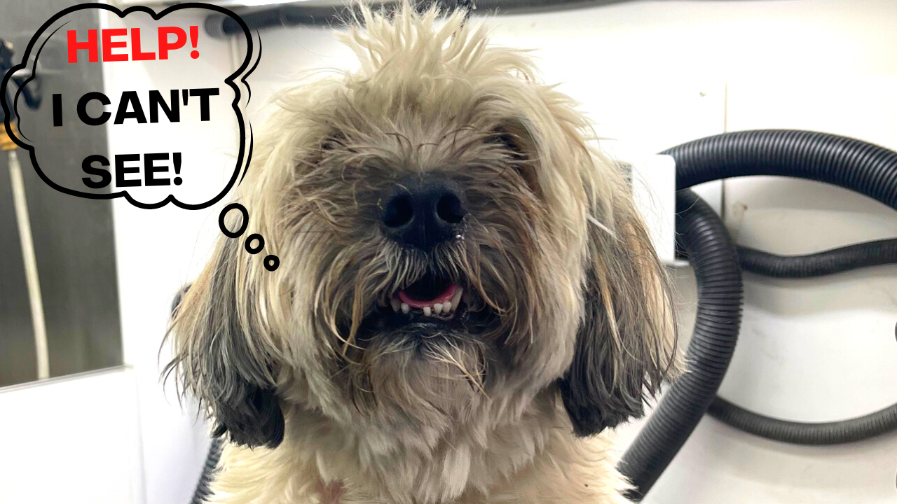 Salas Paw Spa's Amazon Page