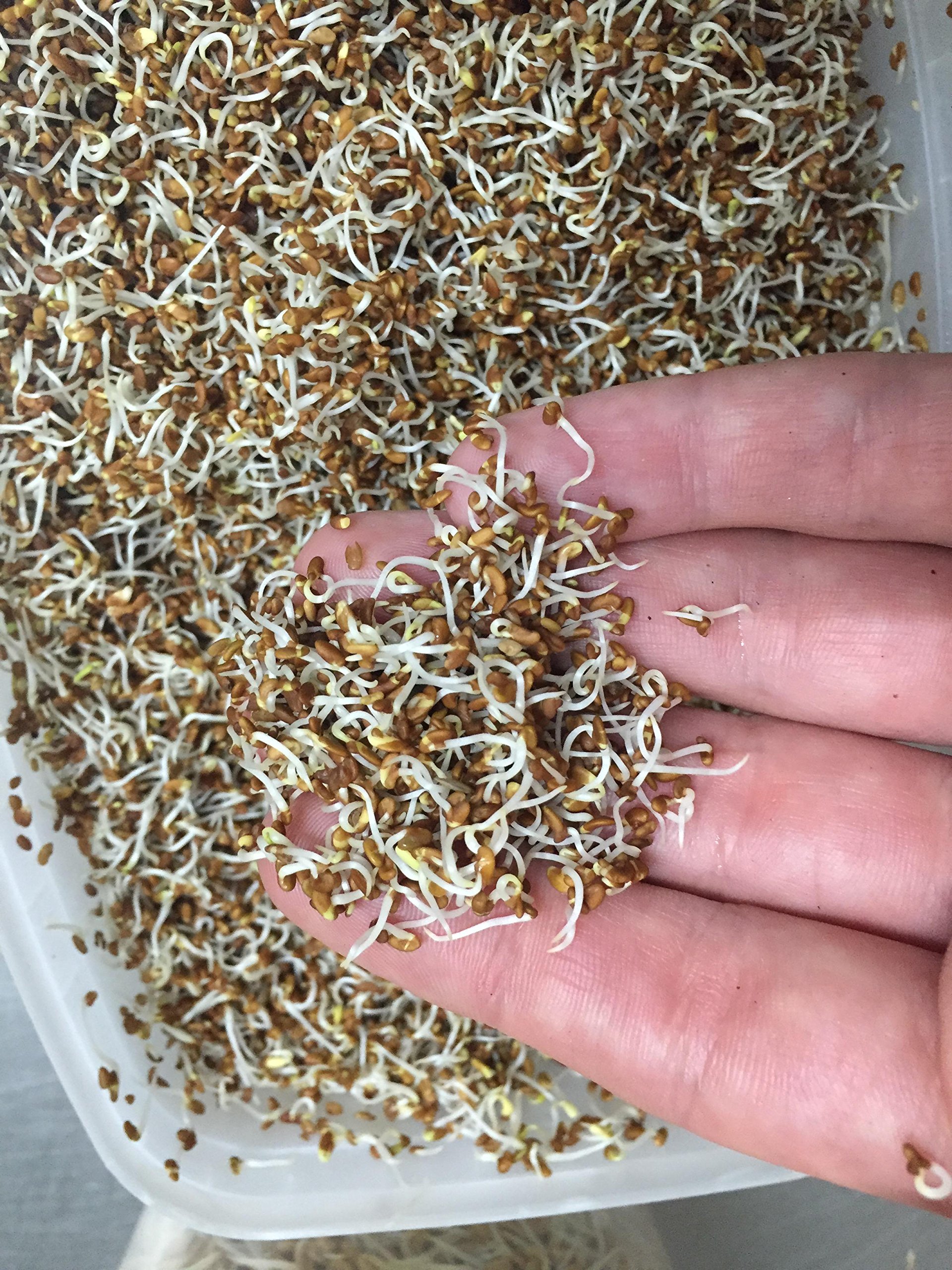Bio Alfalfa Luzerne Keimsaat - Sprossensamen für die Zucht von Alfalfasprossen - der natürliche Energiespender - lecker in Salaten - Inhalt: 1 kg Alfalfa Samen