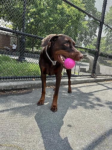 Miniatura 5 de Feed N' Fetch Paquete de 2 comederos interactivos para perros y limpiador de dientes (razas pequeñasmedianasmedianas)