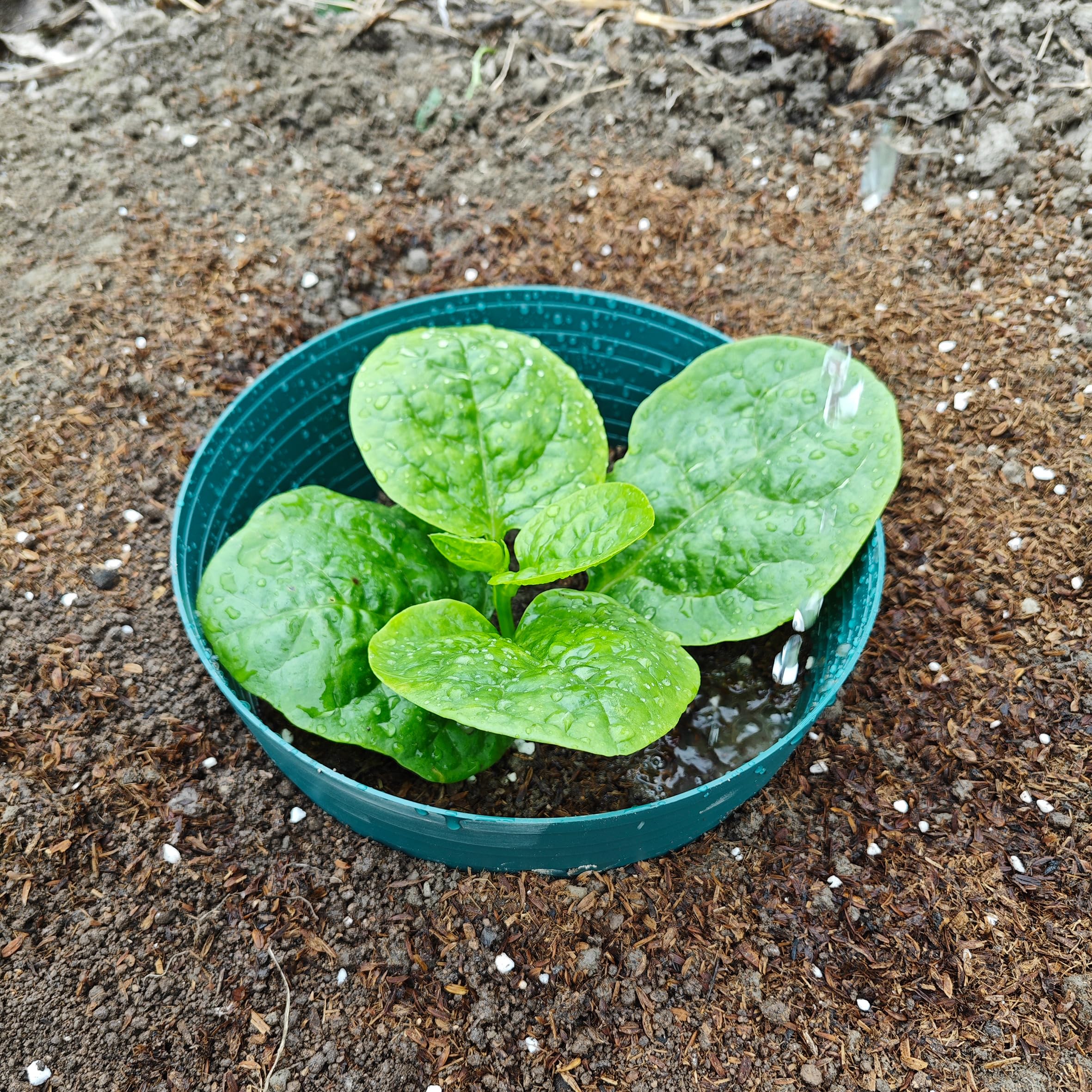 Spetebo Lot de 10 anneaux d'irrigation en plastique - 20 cm - Vert - Pour arroser les herbes, les plantes de légumes, les fleurs, les plantes